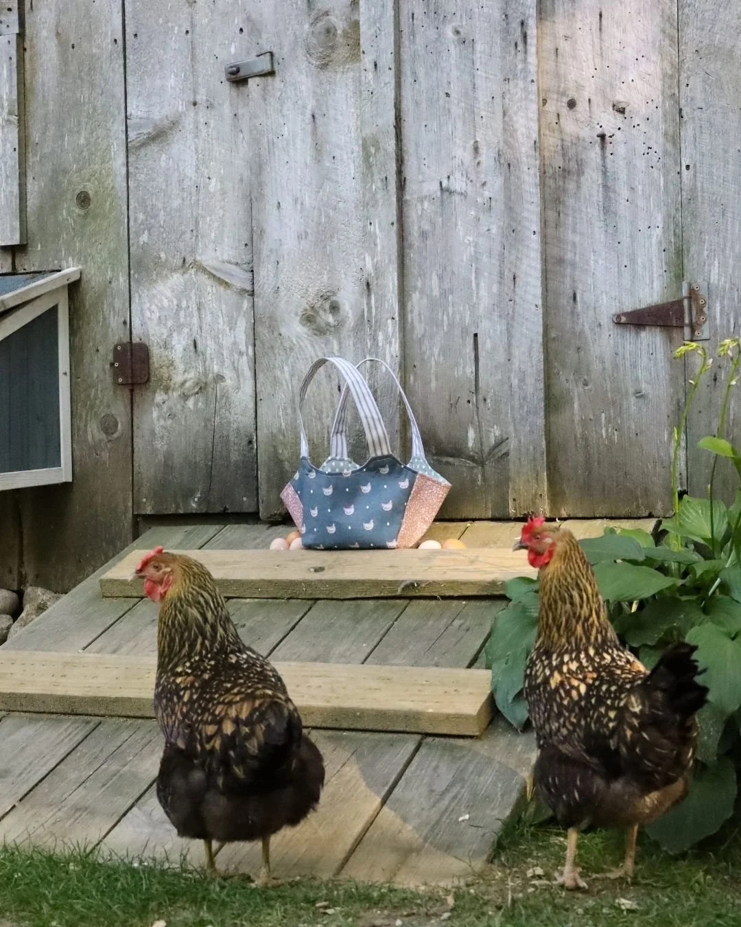 country-comorts-egg-tote-chickens.jpg