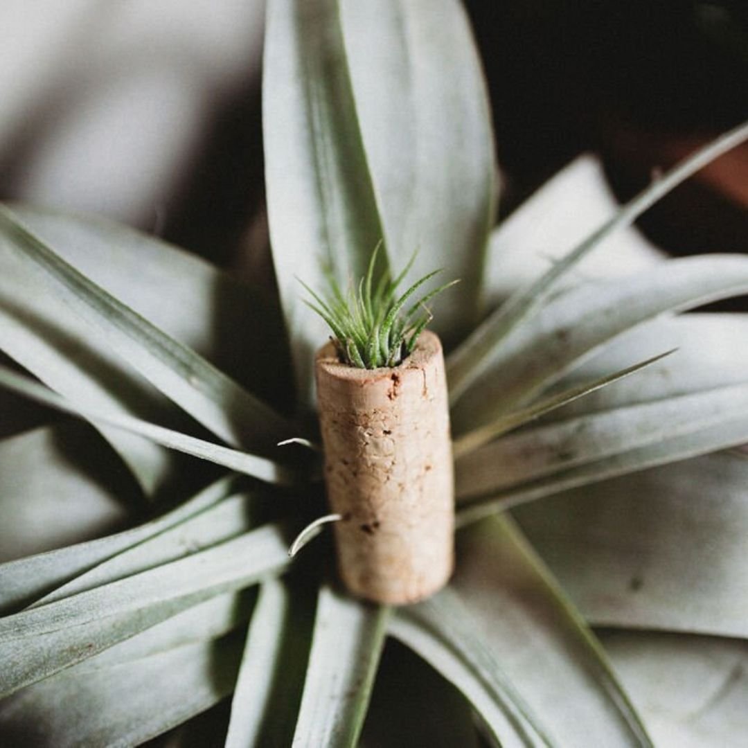Wine-Cork-Tillandsia-Holder.jpg