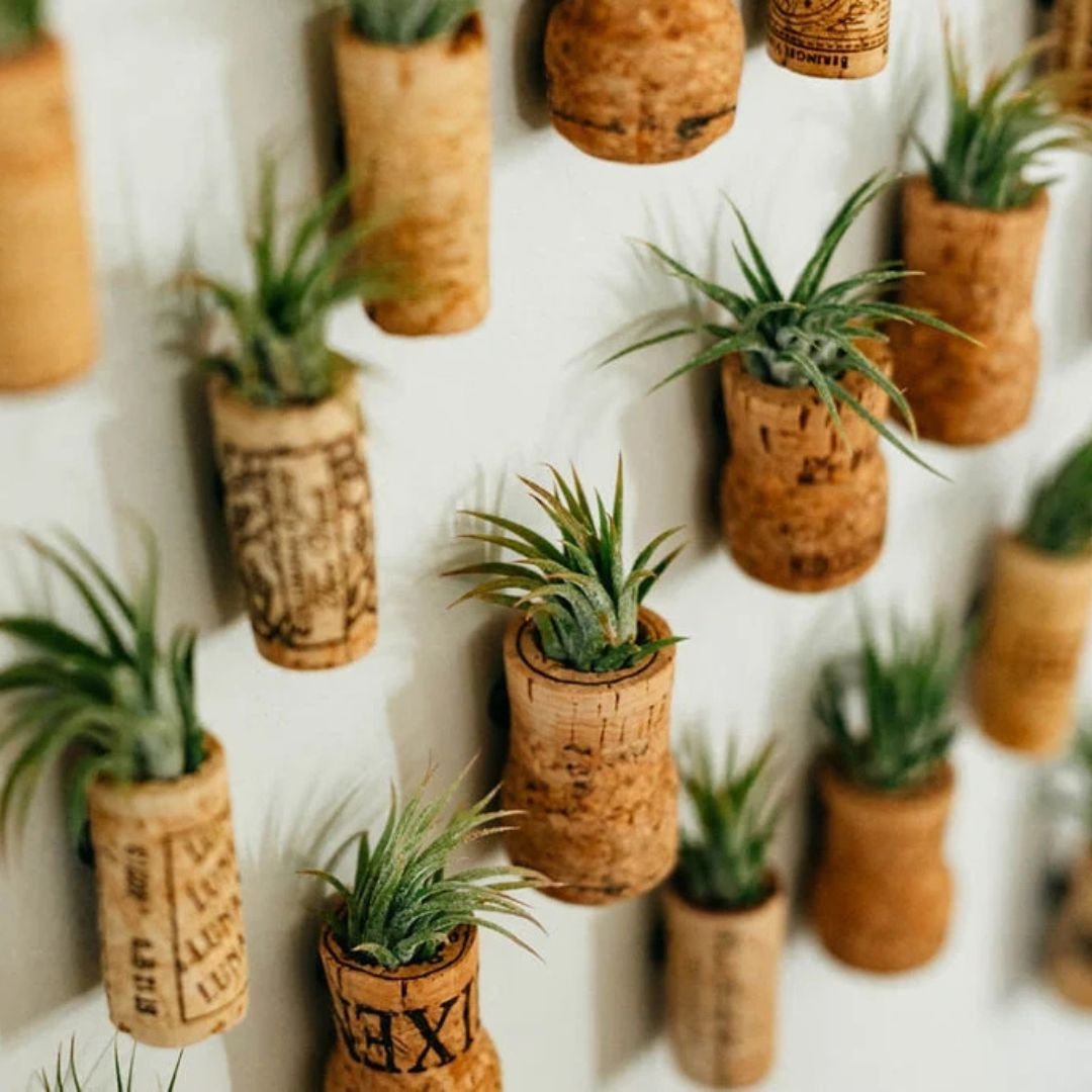 Wine-Cork-Air-Plant-Magnets.jpg
