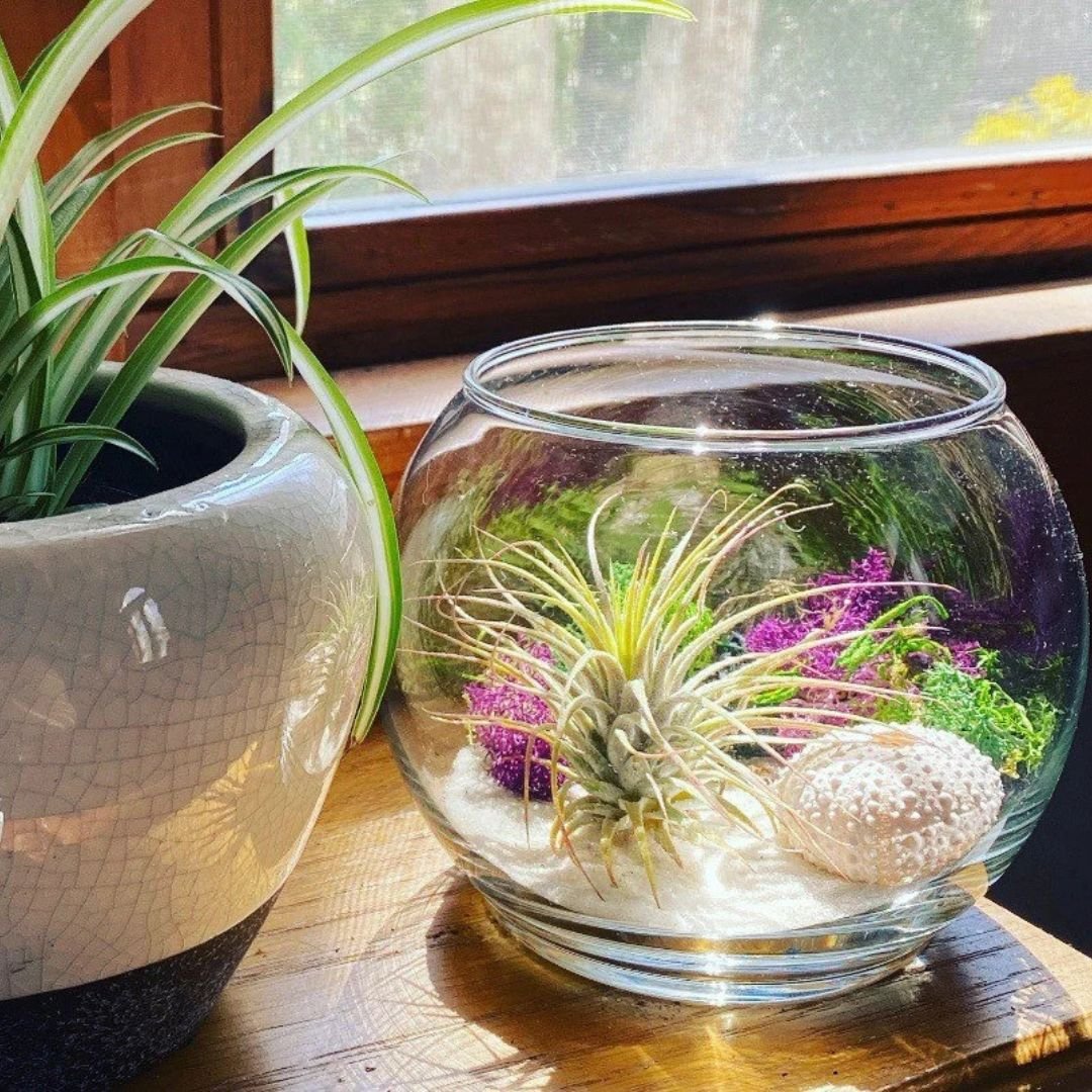 Coastal-Terrarium-Kit.jpg