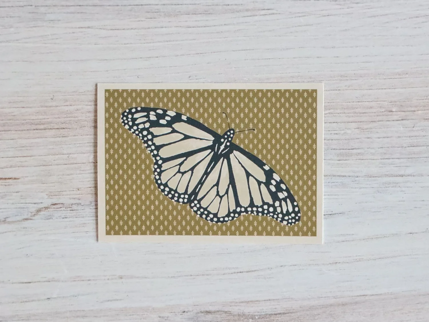 White Monarch 3 (1).jpg