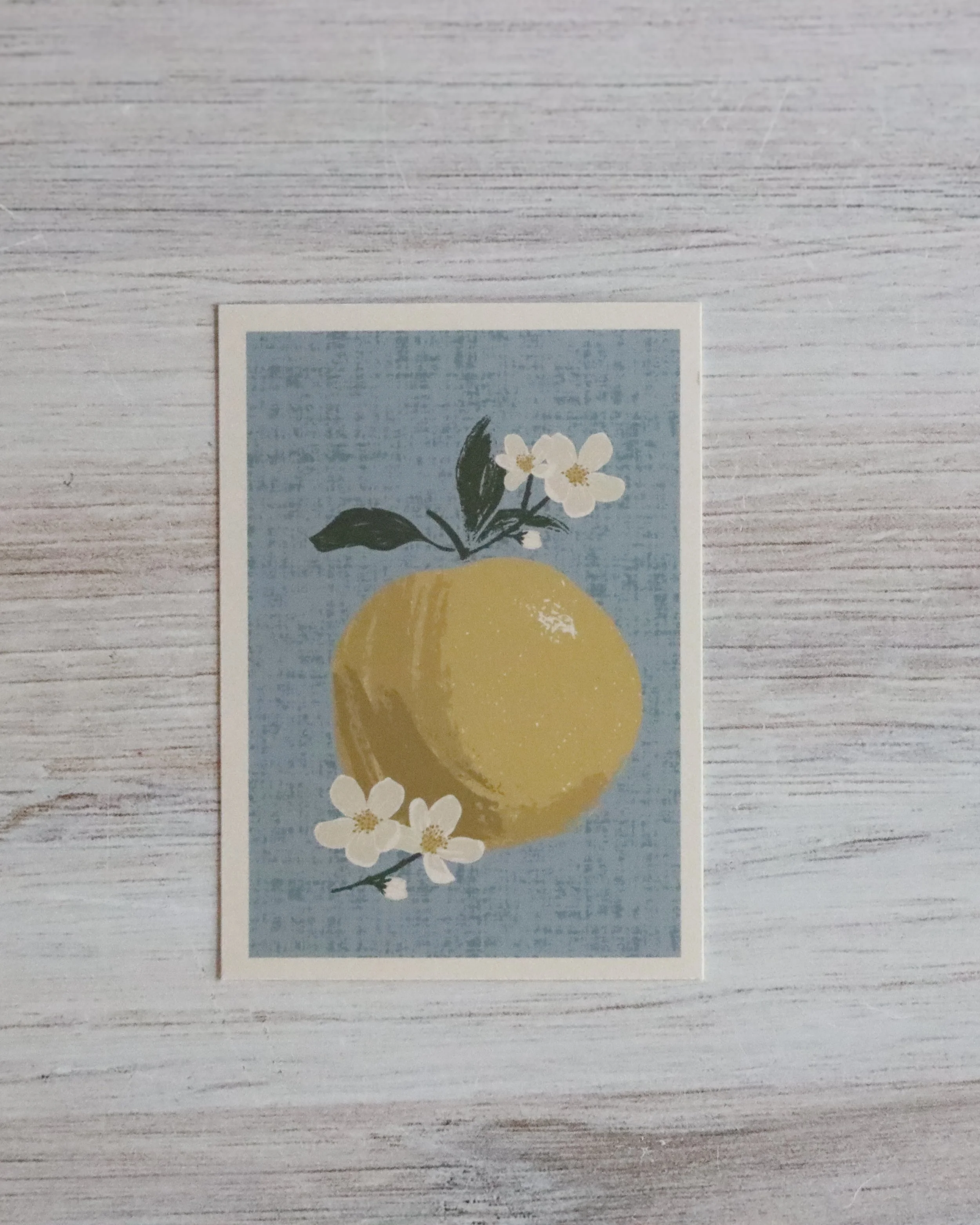 Apple Blossom 3.jpg