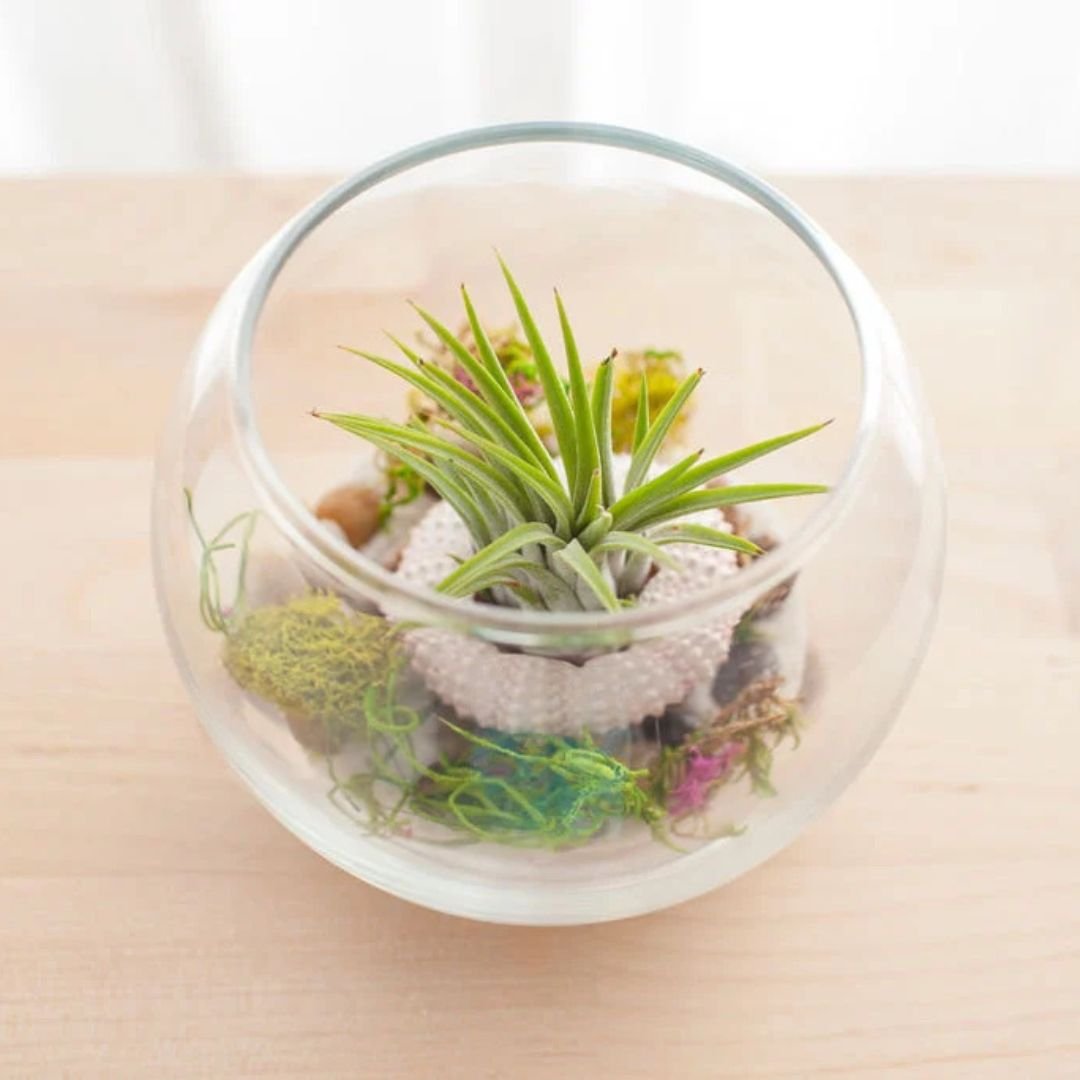 Coastal-Air-Plant-Kit.jpg