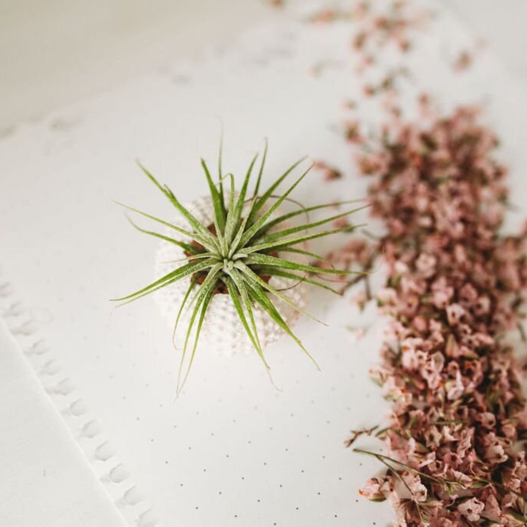 Shower-Gift-Air-Plant.jpg