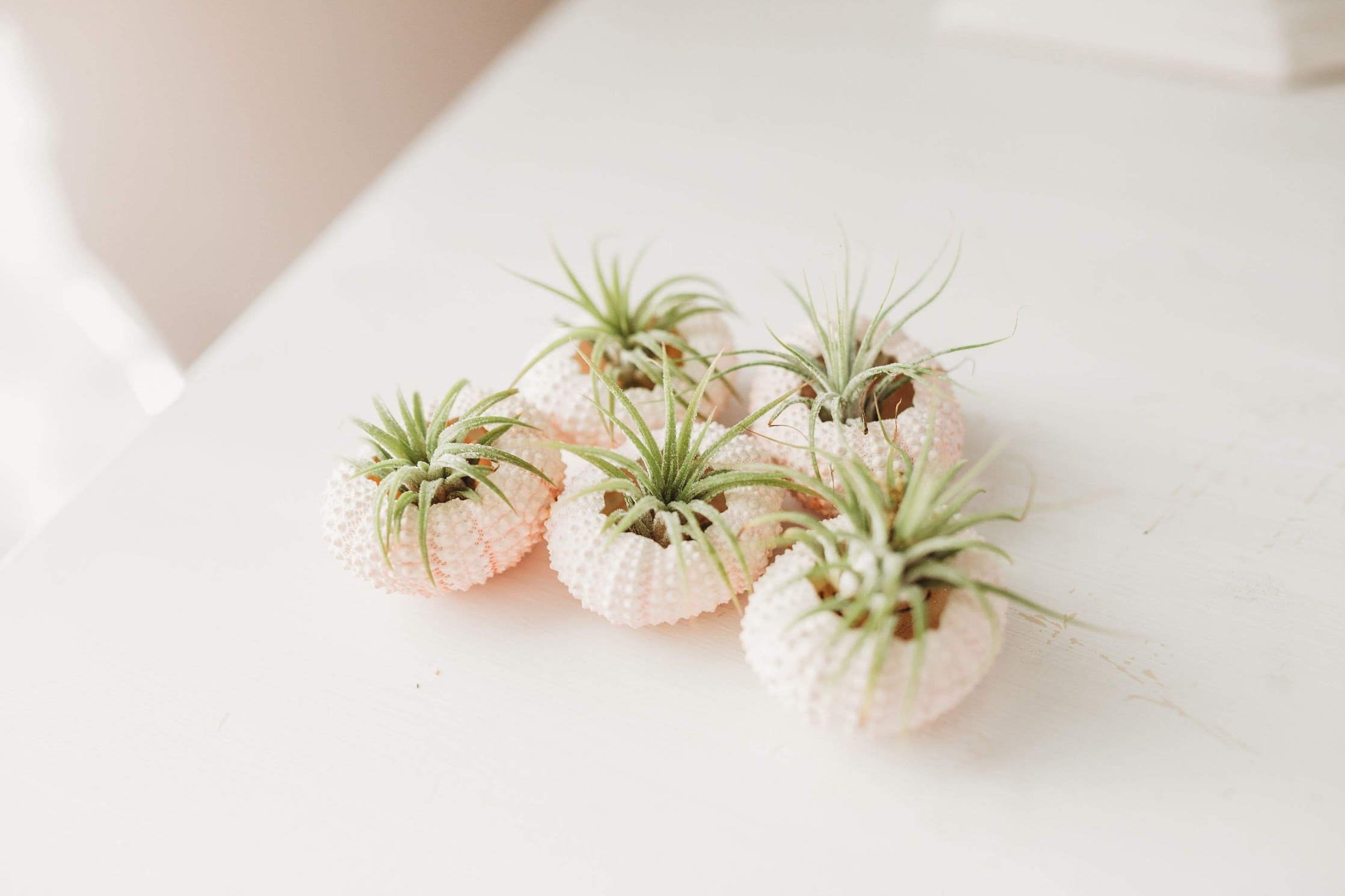 Pink-Sea-Urchin-Tillandsia-Air-Plants.jpg