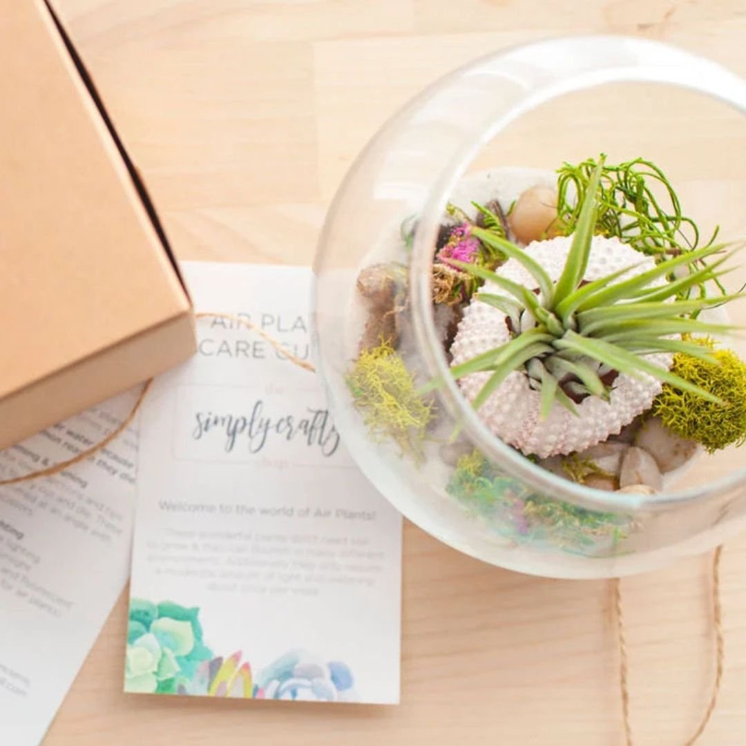 Coastal-Terrarium-Plants.jpg
