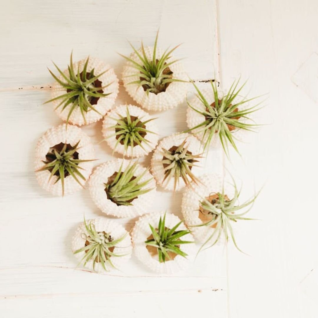 Party-Pack-Air-Plant.jpg