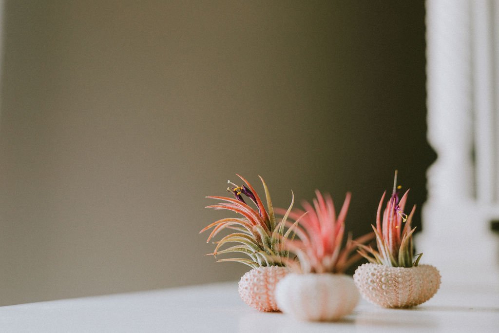 Air-Plant-Event-Favors.jpg