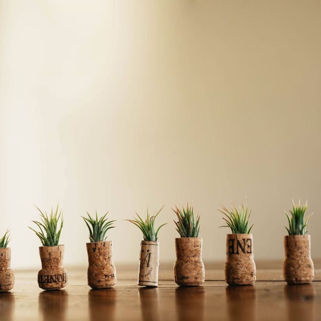 Wine-Cork-Air-Plant-Collection.jpg