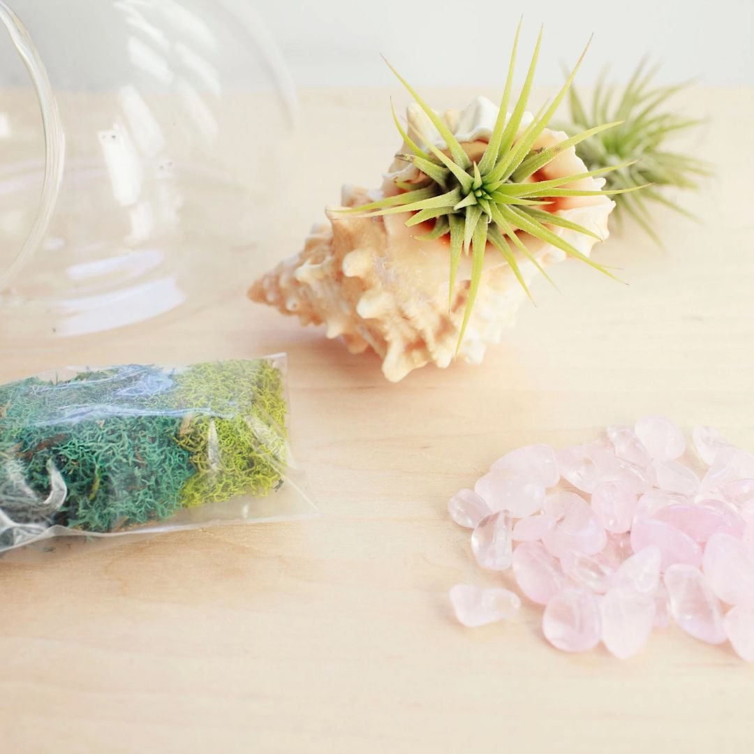 Pink-Shell-Air-Plant-Kit.jpg