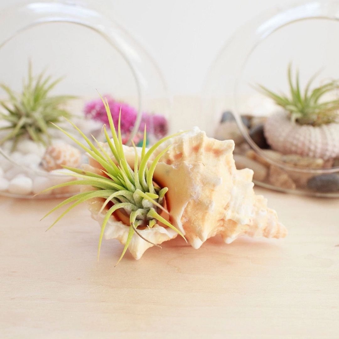 Pink-Shell-Air-Plant.jpg