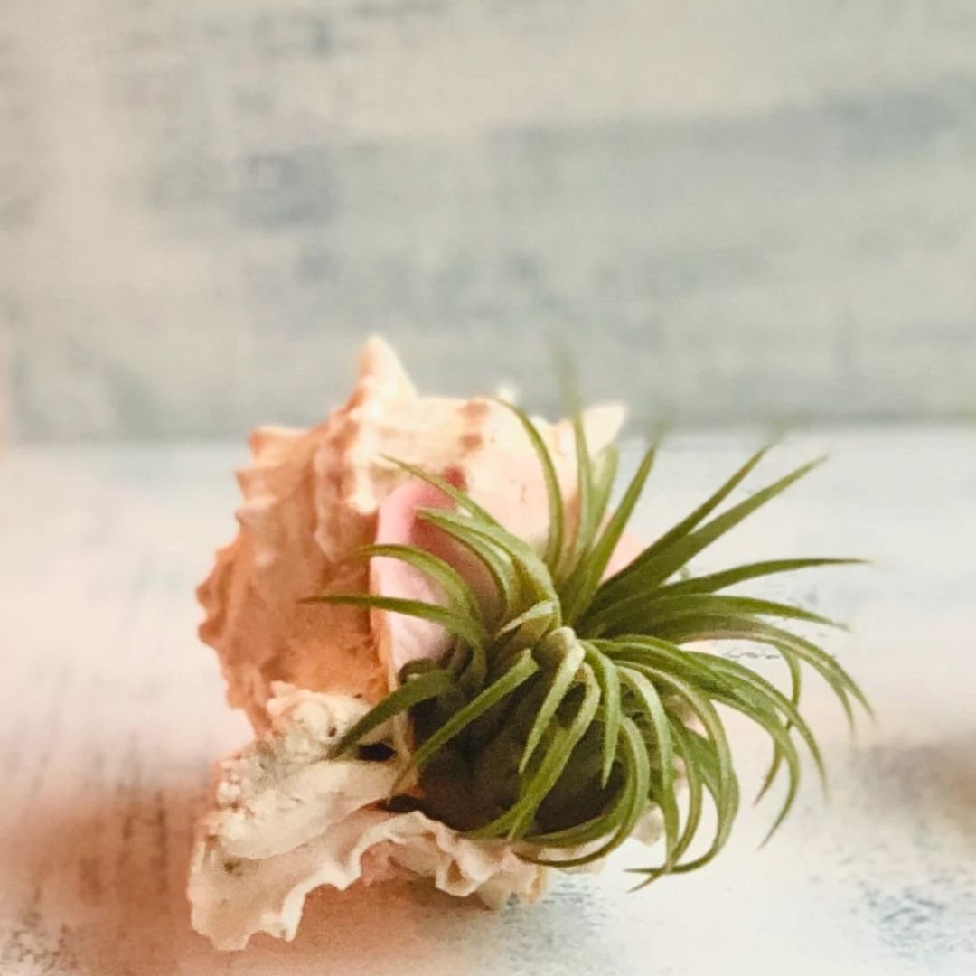 Shell-Air-Plant.jpg