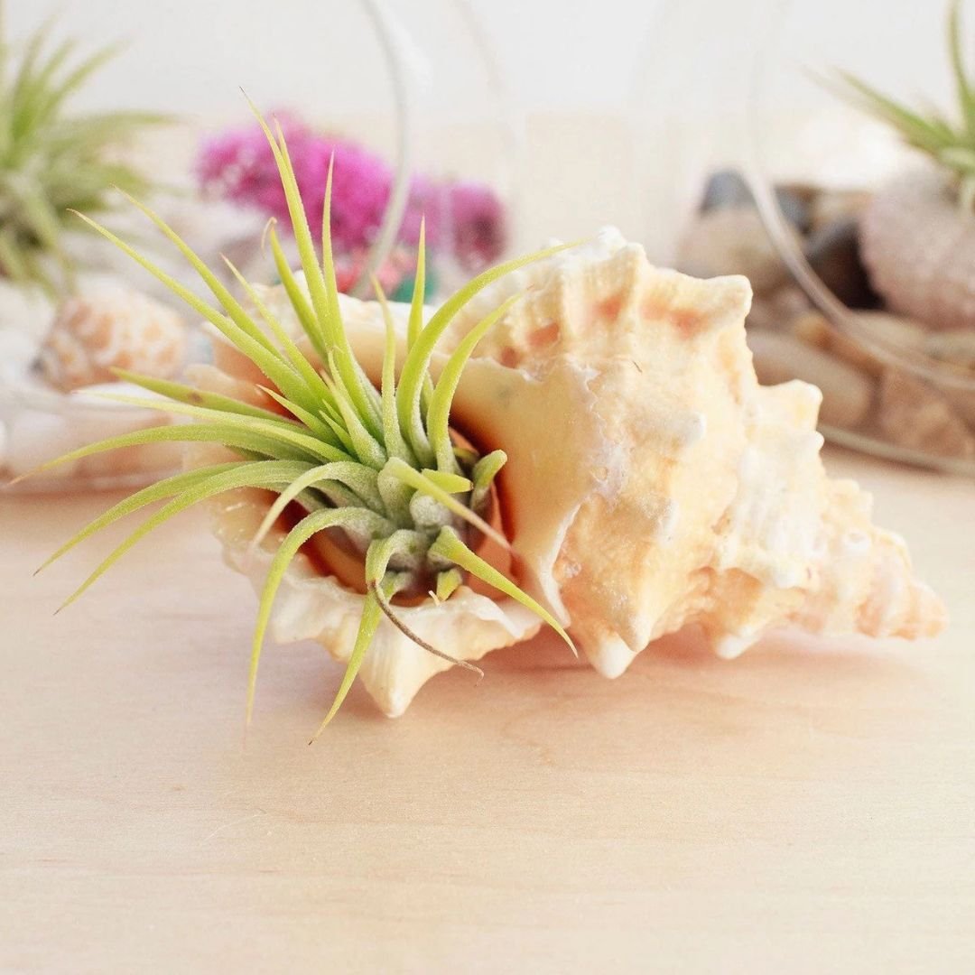 Pink-Shell-Tillandsia-Plant.jpg