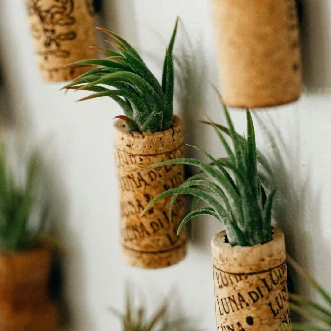 Wine-Cork-Air-Plant-Holder-1.jpg