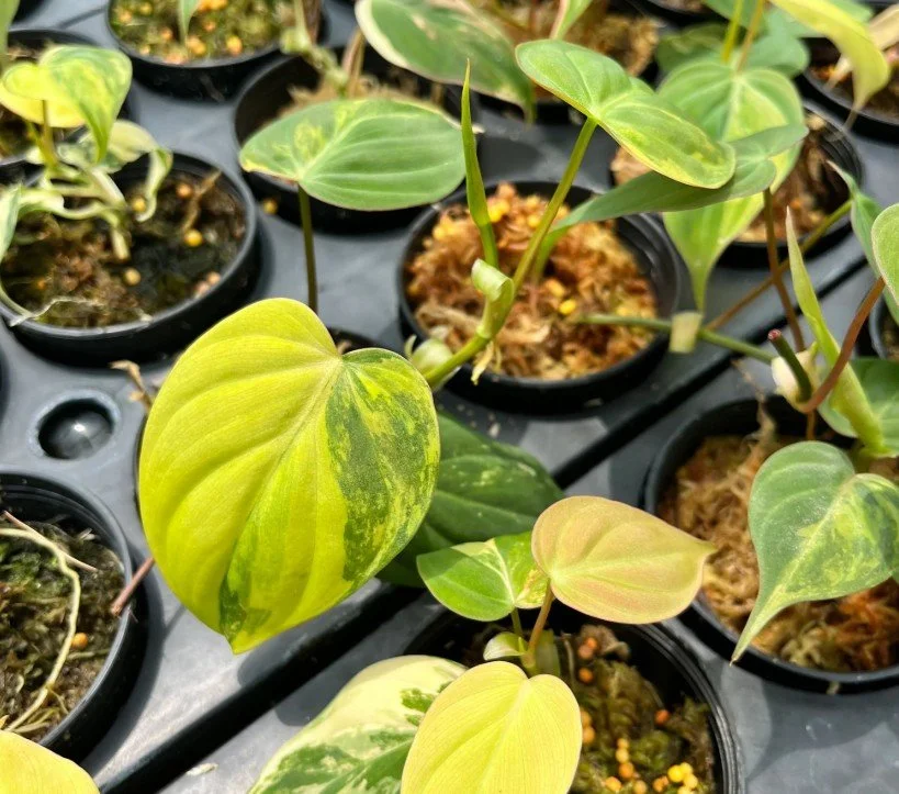 plant 2.jpg
