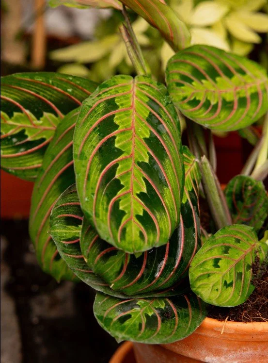plant.jpg