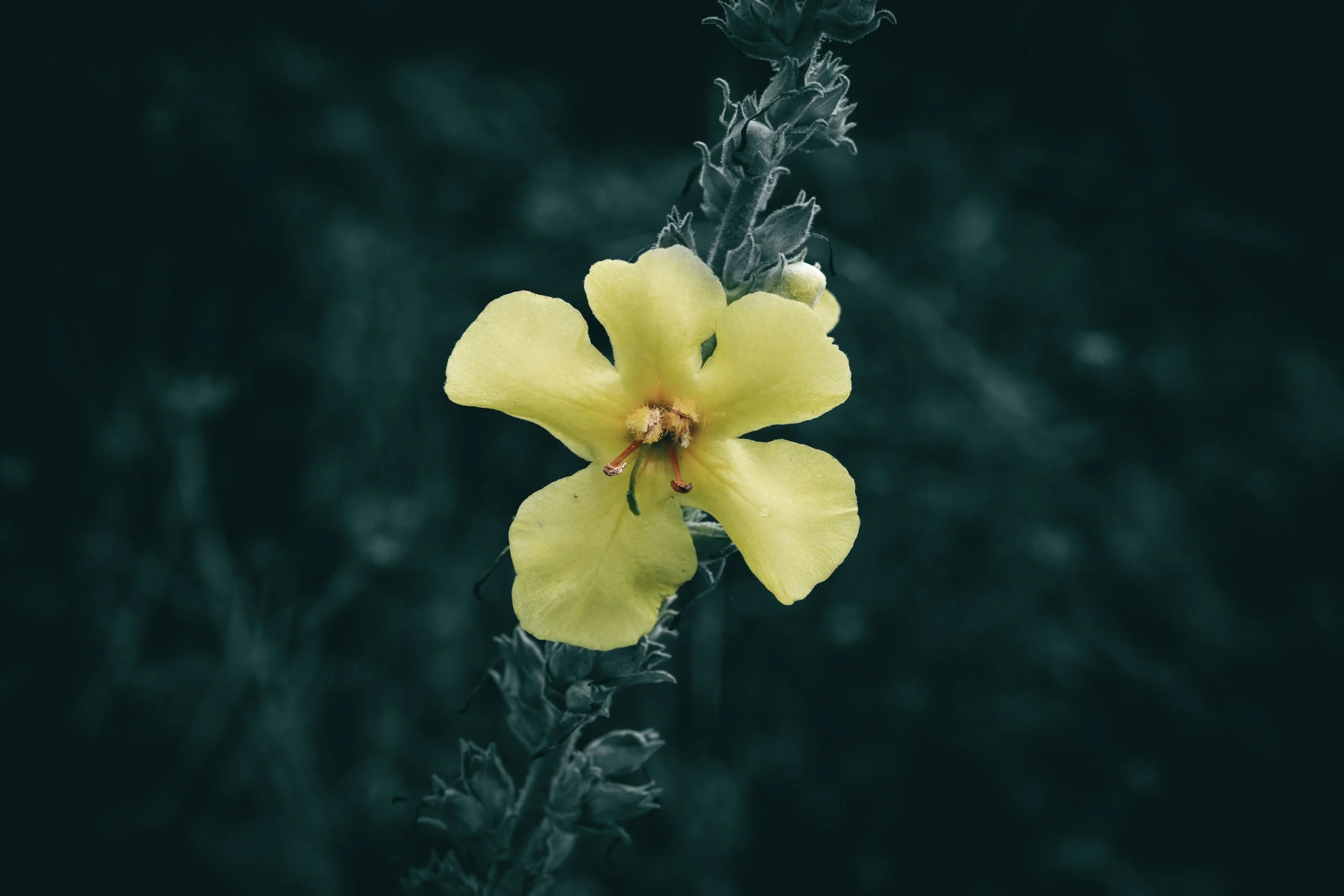 Mullein: The Ultimate Lung Detox Herb