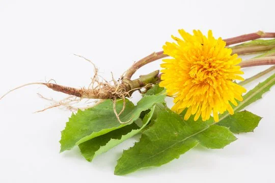 Dandelion Root: The Ultimate Detox Herb