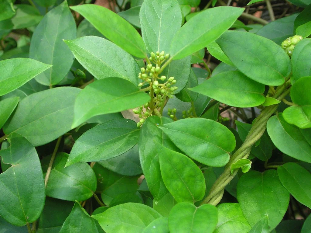 Gymnema Sylvestre: The Natural Aid for Blood Sugar Control