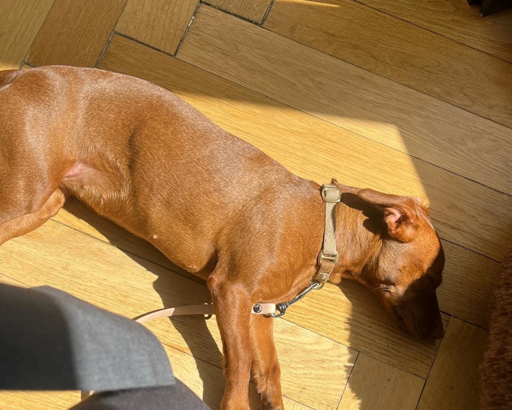Ein brauner Hund liegt auf einem Holzboden und schläft in der Sonne.