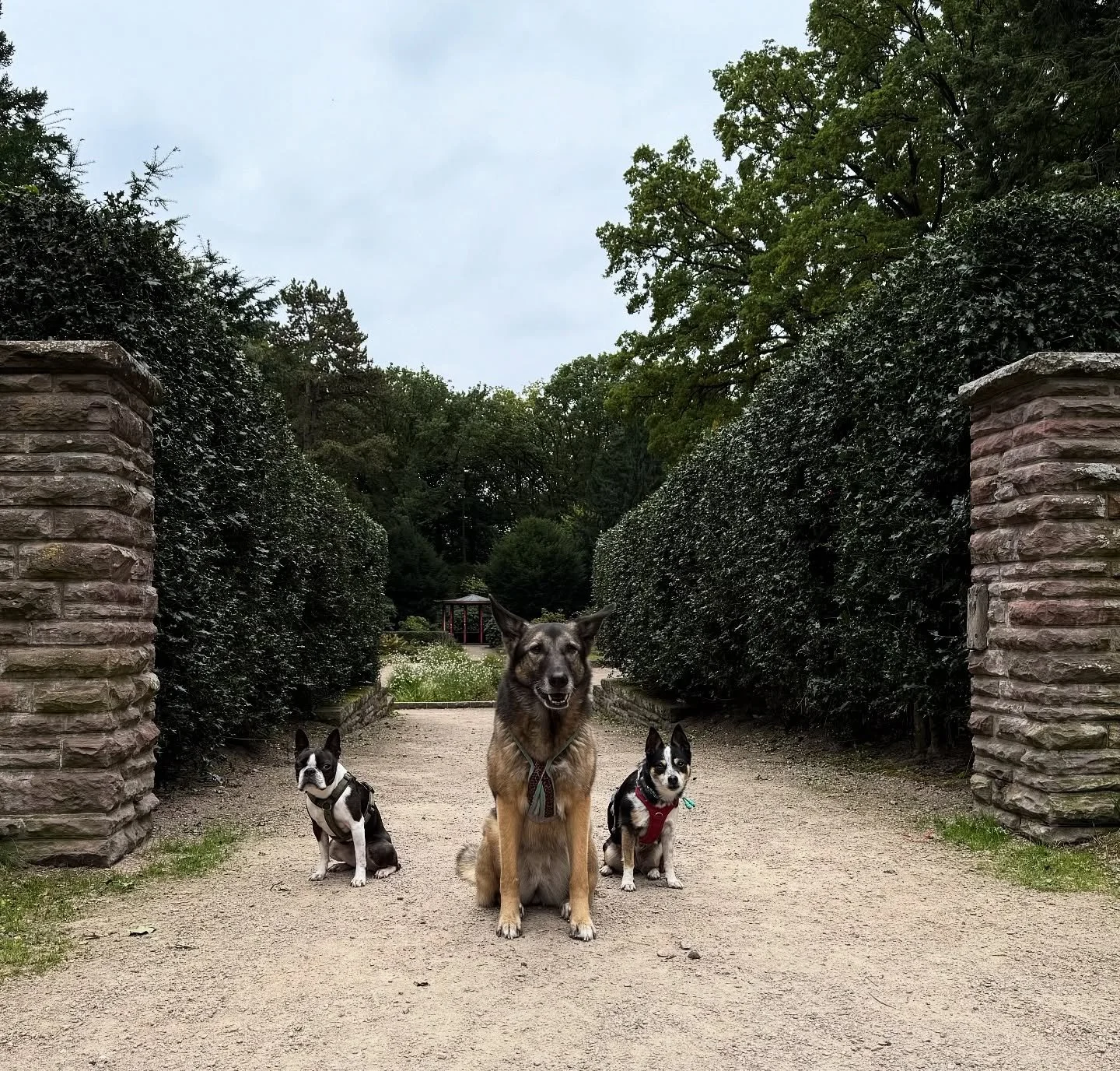 Quality Time mit (Hunde-)Freunden. ❤️ Die drei M&auml;dels k&ouml;nnten unterschiedlicher nicht sein - und trotzdem hatten wir alle eine wunderbare Zeit beim ersten richtigen Herbstspaziergang dieses Jahr. So mag ich das. 🐕 #hundefreunde #freundezei