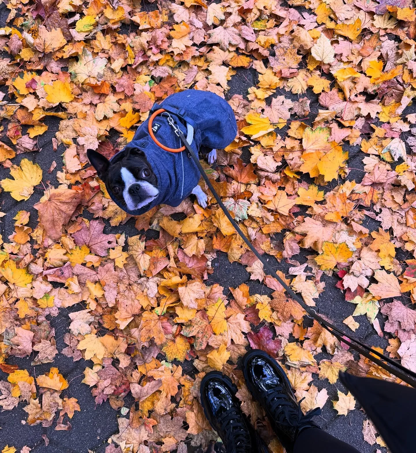 Der Herbst ist da! 🍁 
Ich oute mich: der Herbst ist meine Lieblingsjahreszeit. Nicht zuletzt die wundersch&ouml;nen Farben der Bl&auml;tter sind jedes Jahr f&uuml;r mich ein absolutes Highlight. Auch sehr viele Hunde sind ziemliche Laubfanatiker. Do