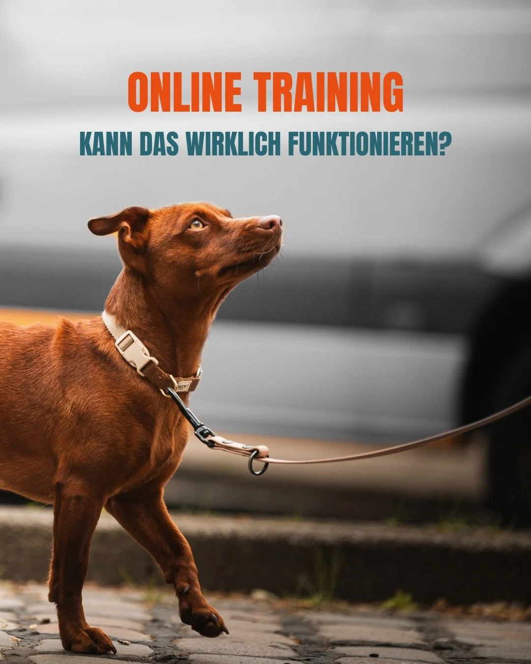 🐶💻 Online Hundetraining &ndash; geht das? Und wie das geht! 

Viele denken bei Hundetraining immer noch: &bdquo;Das geht doch nur vor Ort.&ldquo; Ich sehe das anders.

Ich biete Online-Training an, weil ich f&uuml;r meine Kund:innen so gut wie m&ou