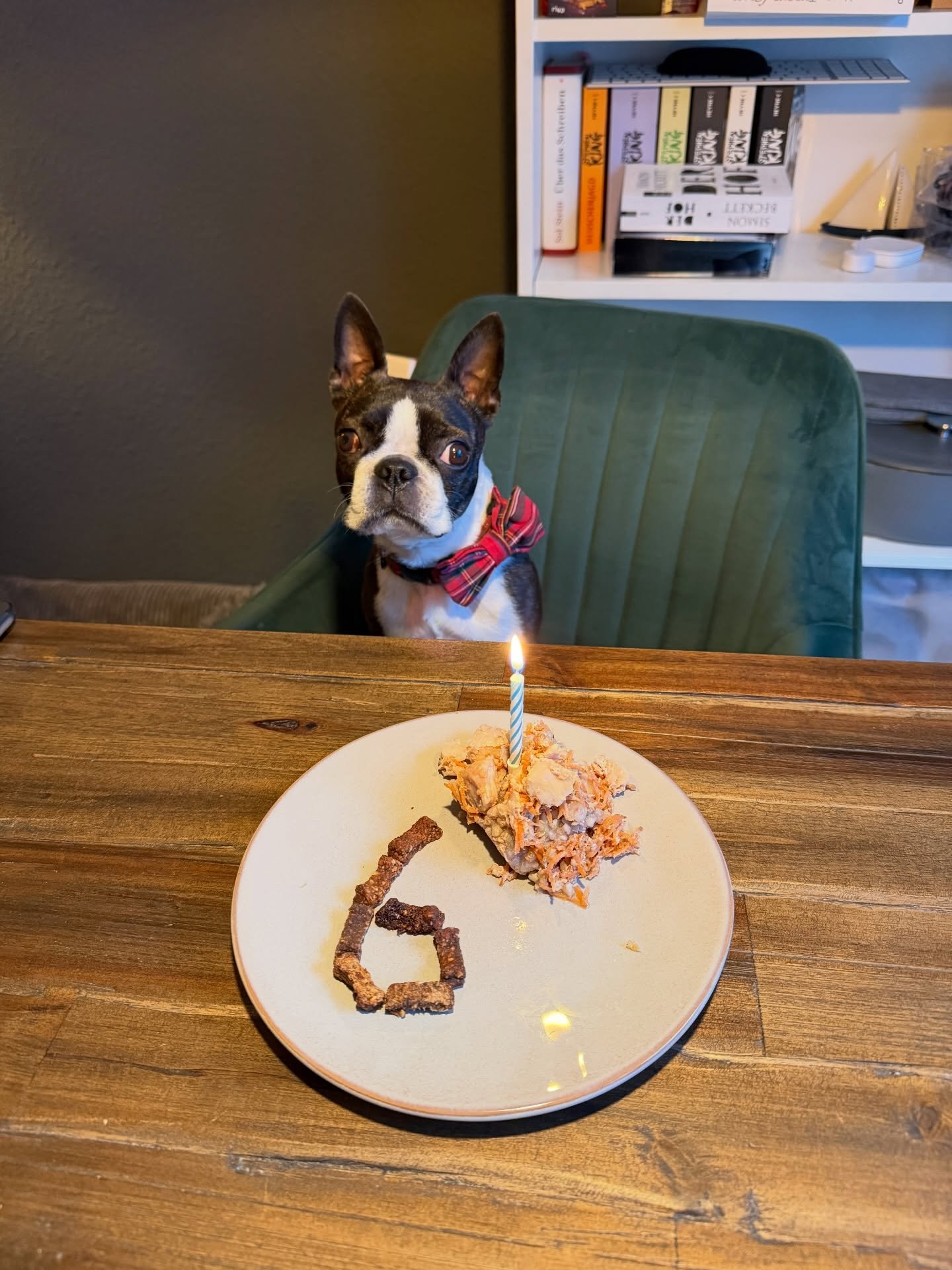 Happy Birthday meine Babymaus ❤️ 6 Jahre schon, die Zeit rennt viel zu schnell. Auf noch ganz viele weitere gemeinsame Jahre 🫶🏻 #bostonterrier #hundegeburtstag #6jahre #happybirthday #meutemenschenhundetraining
