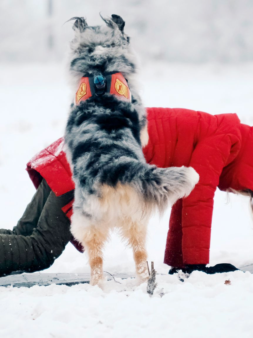 Hund in Schneelandschaft stützt sich mit den Vorderpfoten auf einer Person die in einer roten Jacke auf allen vieren kniet ab. Es ist ein Hundetraining.