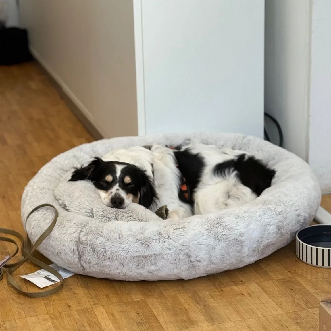 Ein Hund liegt schlafend in einem runden, weichen Hundebett auf einem Holzboden.