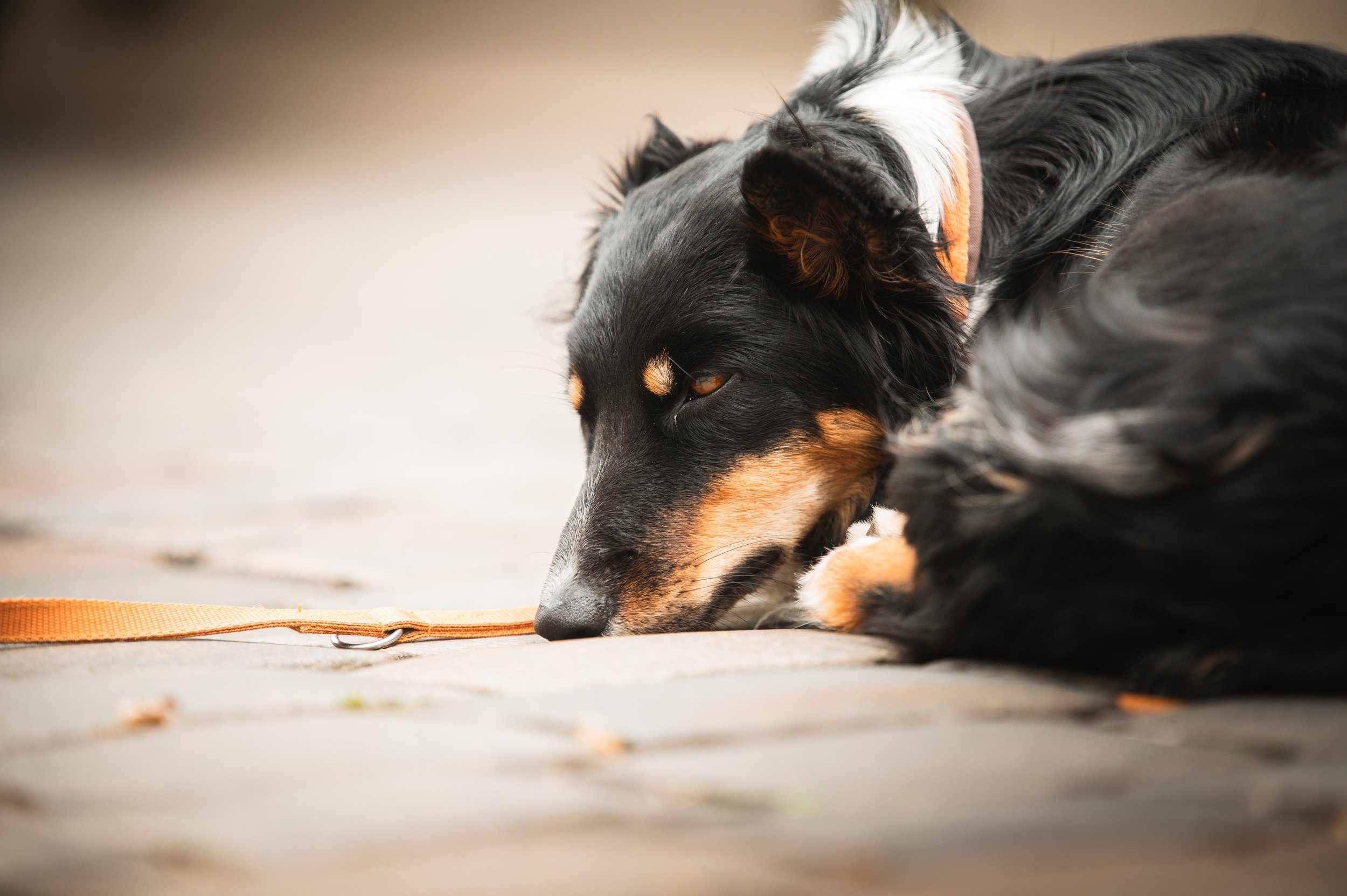 Ein Hund mit schwarzem und braunem Fell liegt auf dem Boden, mit dem Kopf nach vorne gerichtet und scheint zu schlafen oder sich zu entspannen, während er an einem orangefarbenen Leinenband liegt.