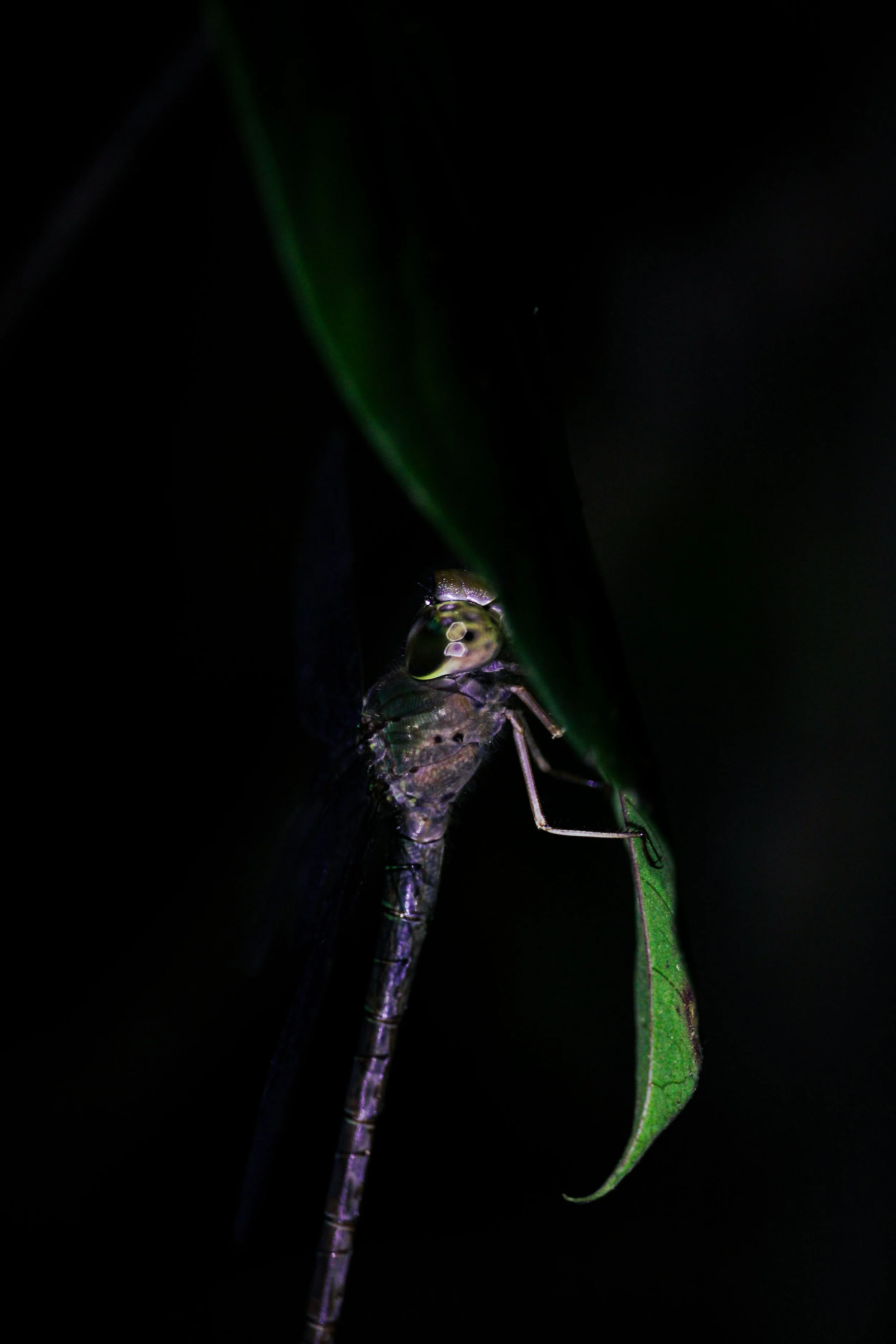 IMG_6236.jpg