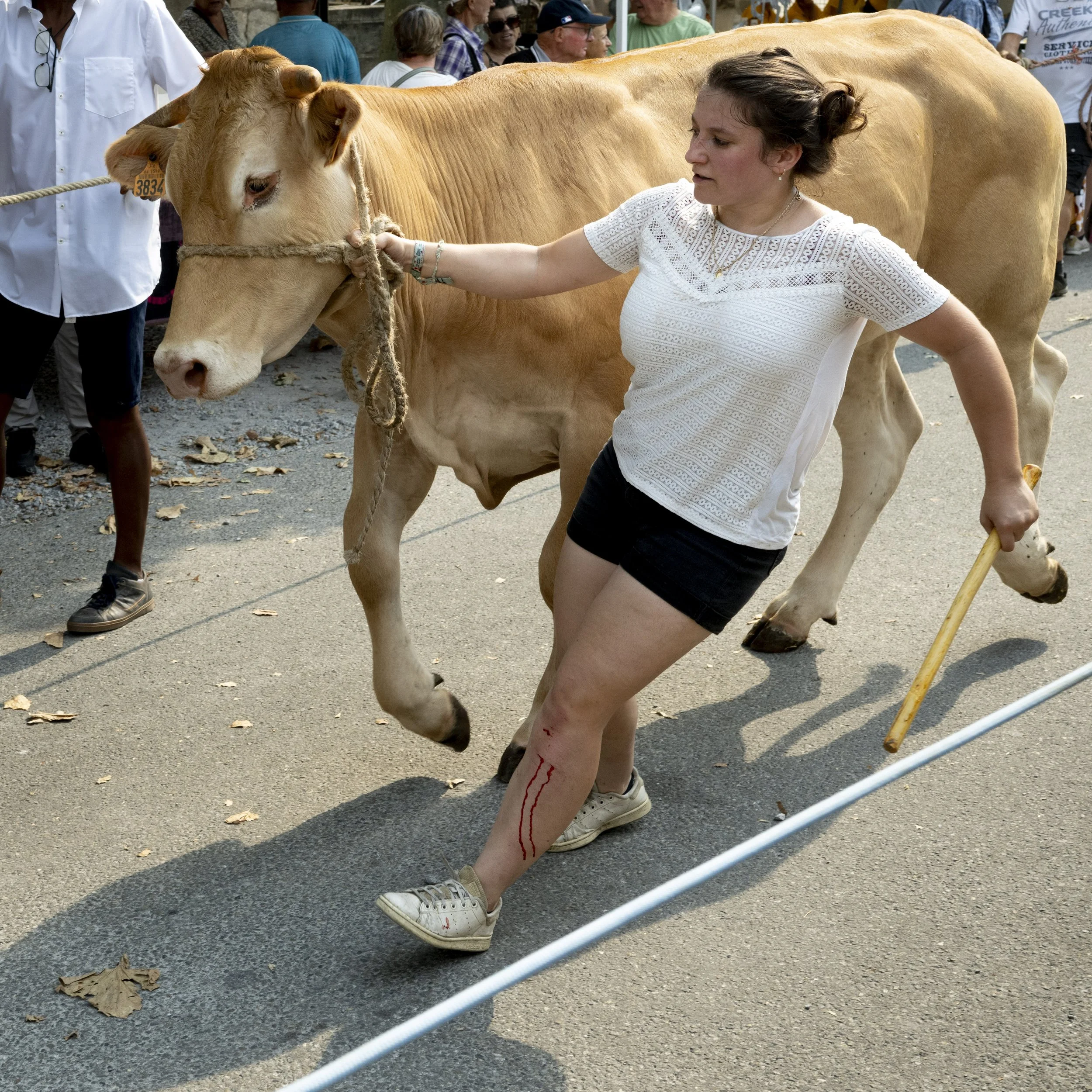 fête de la blonde d’Aquitaine  à Sauveterre de Béarn en aout 2025. Un défile avec des vaches