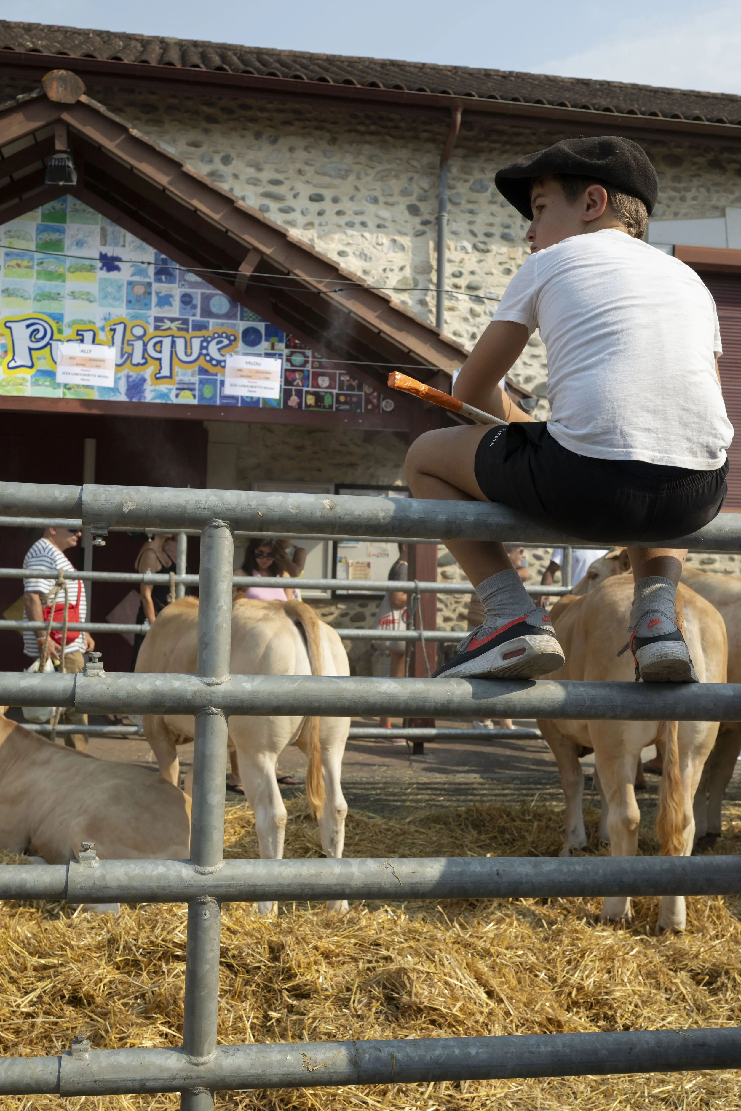 fête de la blonde d’Aquitaine  à Sauveterre de Béarn en aout 2025.