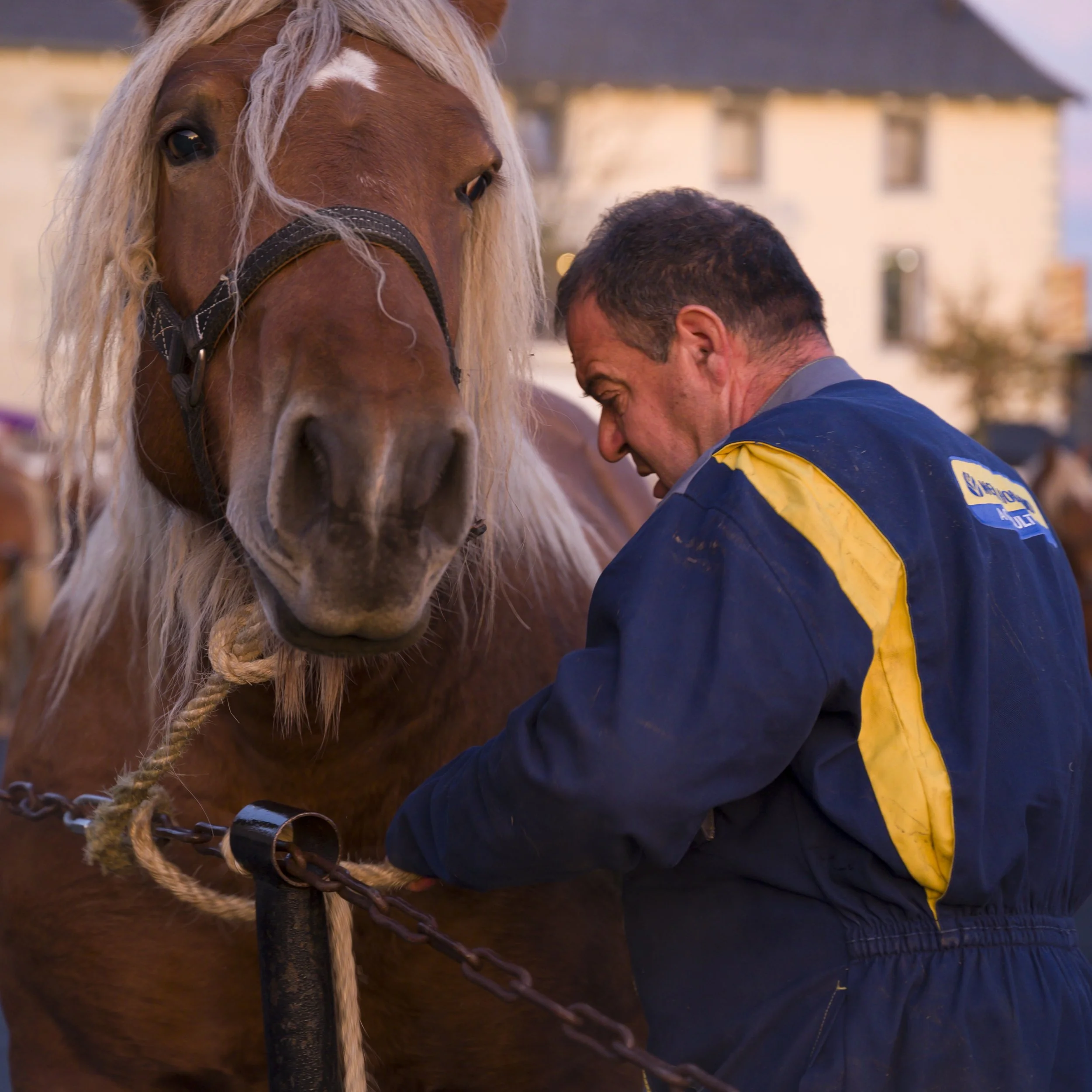 Marché aux chveaux Fay sur Lignon 2024, un éleveur et son cheval