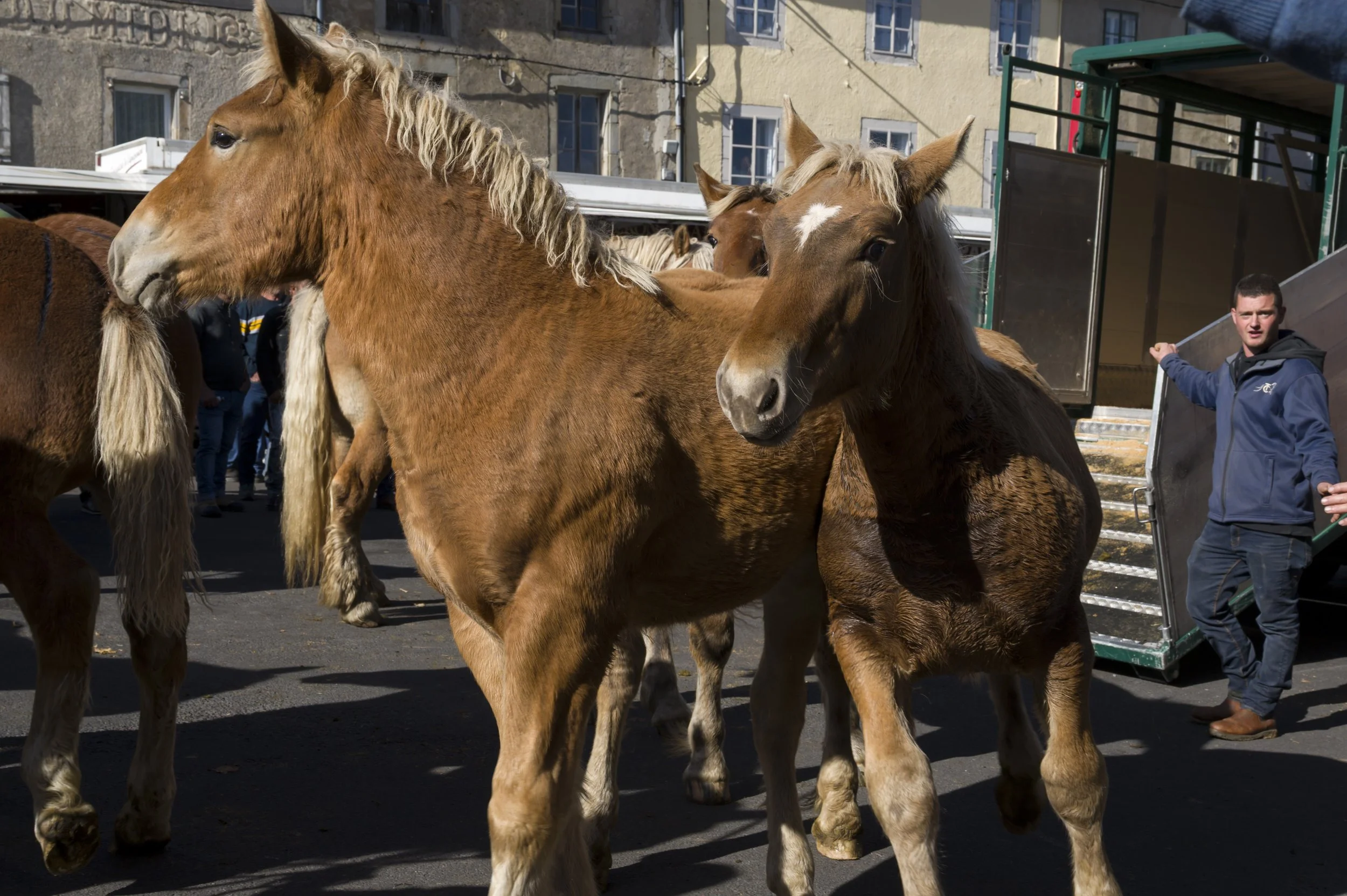 Marché aux chveaux Fay sur Lignon 2024, deux jeunes chevaux