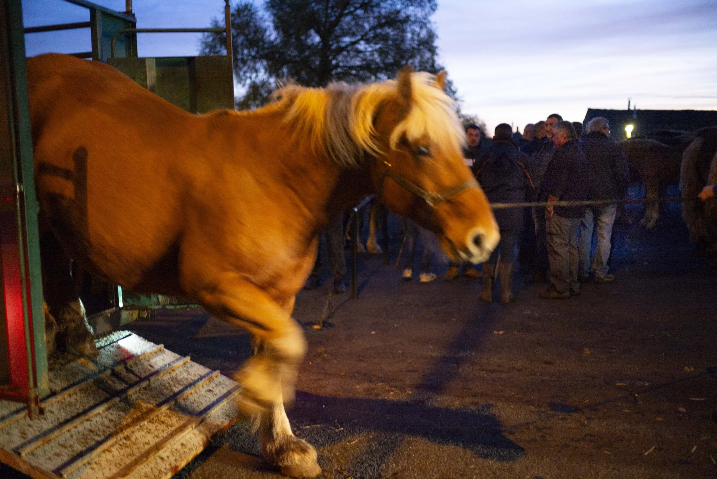 Marché aux chveaux Fay sur Lignon 2024, un cheval