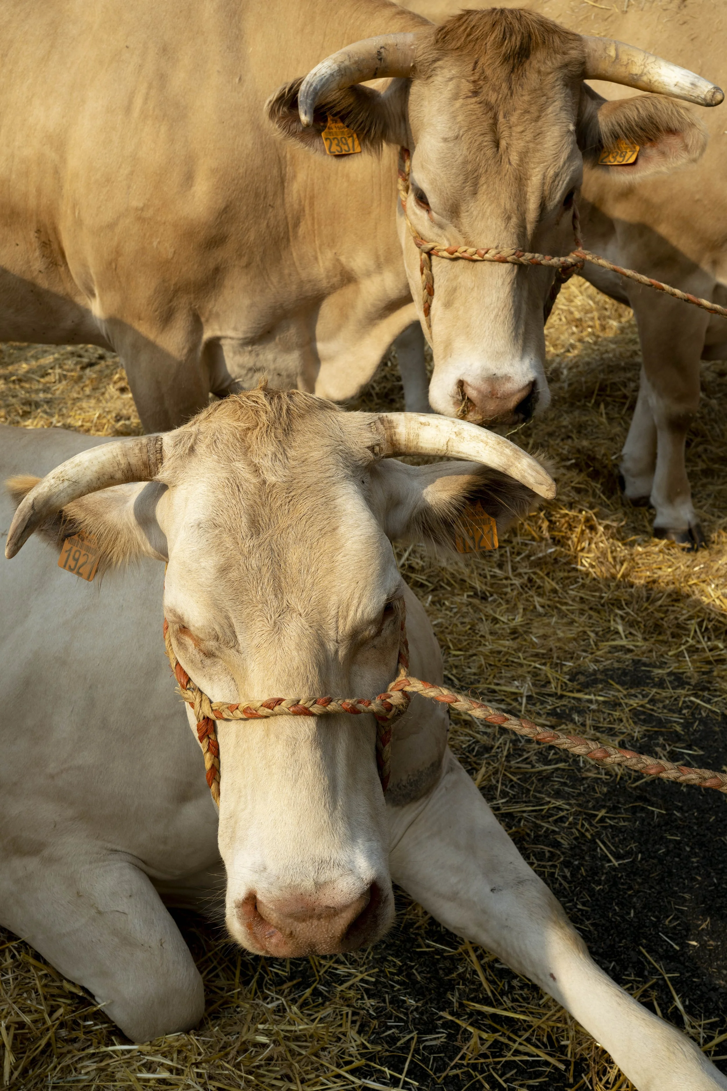 fête de la blonde d’Aquitaine  à Sauveterre de Béarn en aout 2025. Deux vaches de face