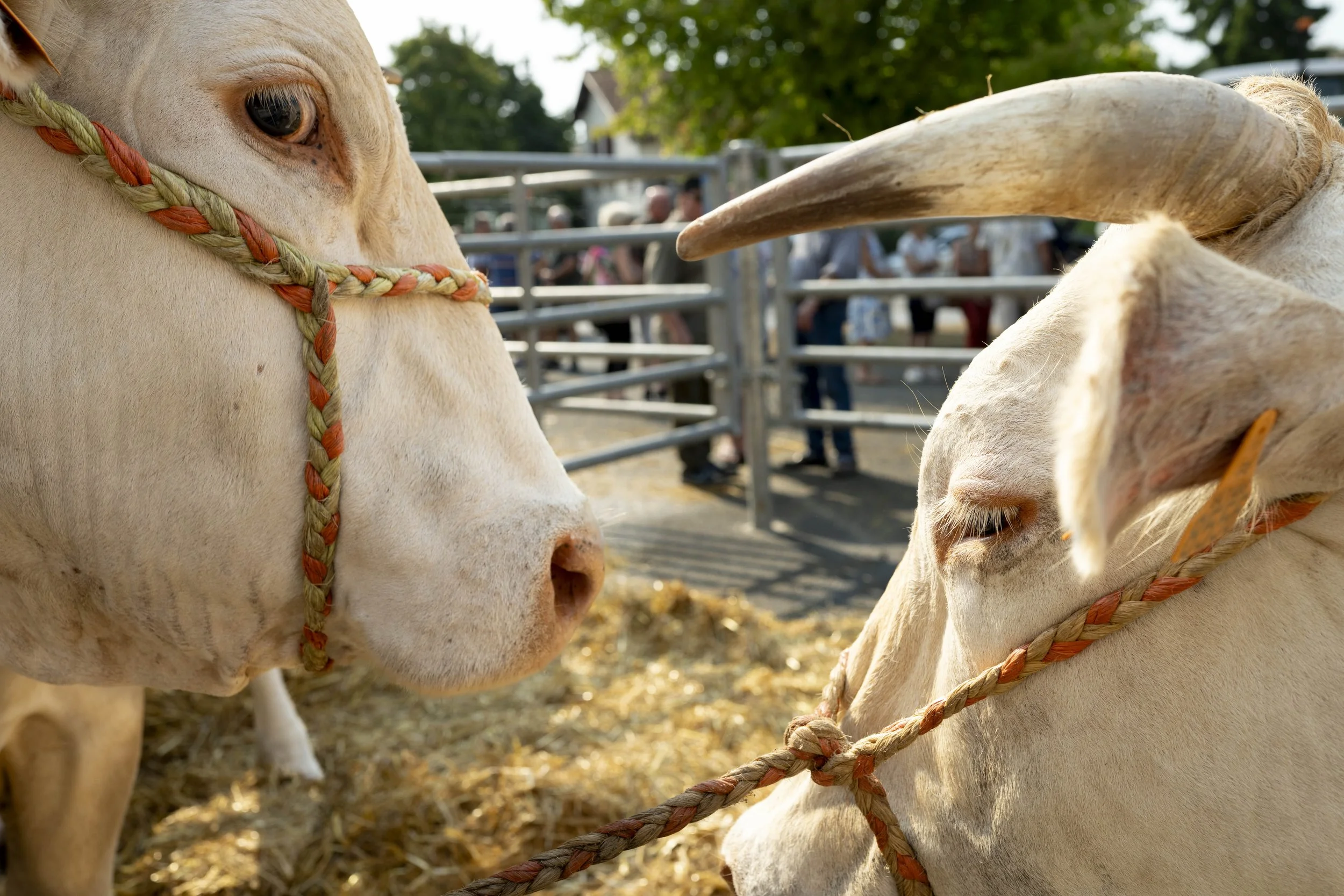 fête de la blonde d’Aquitaine  à Sauveterre de Béarn en aout 2025. Un lclin d'oeil de vache