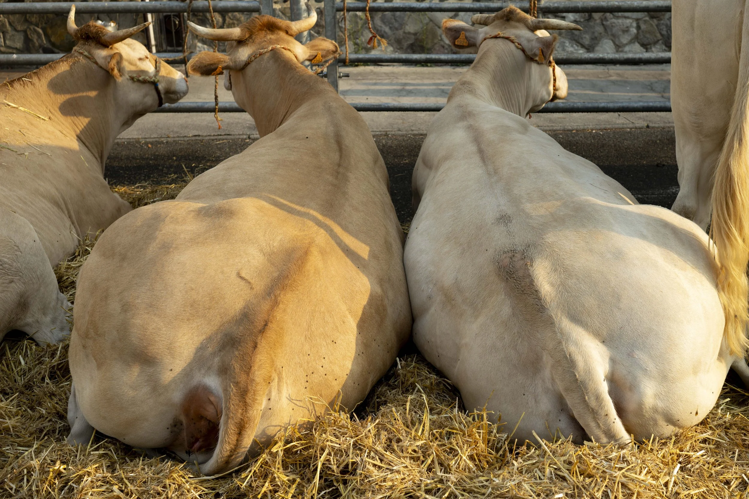 fête de la blonde d’Aquitaine  à Sauveterre de Béarn en aout 2025. Deux vaches de dos