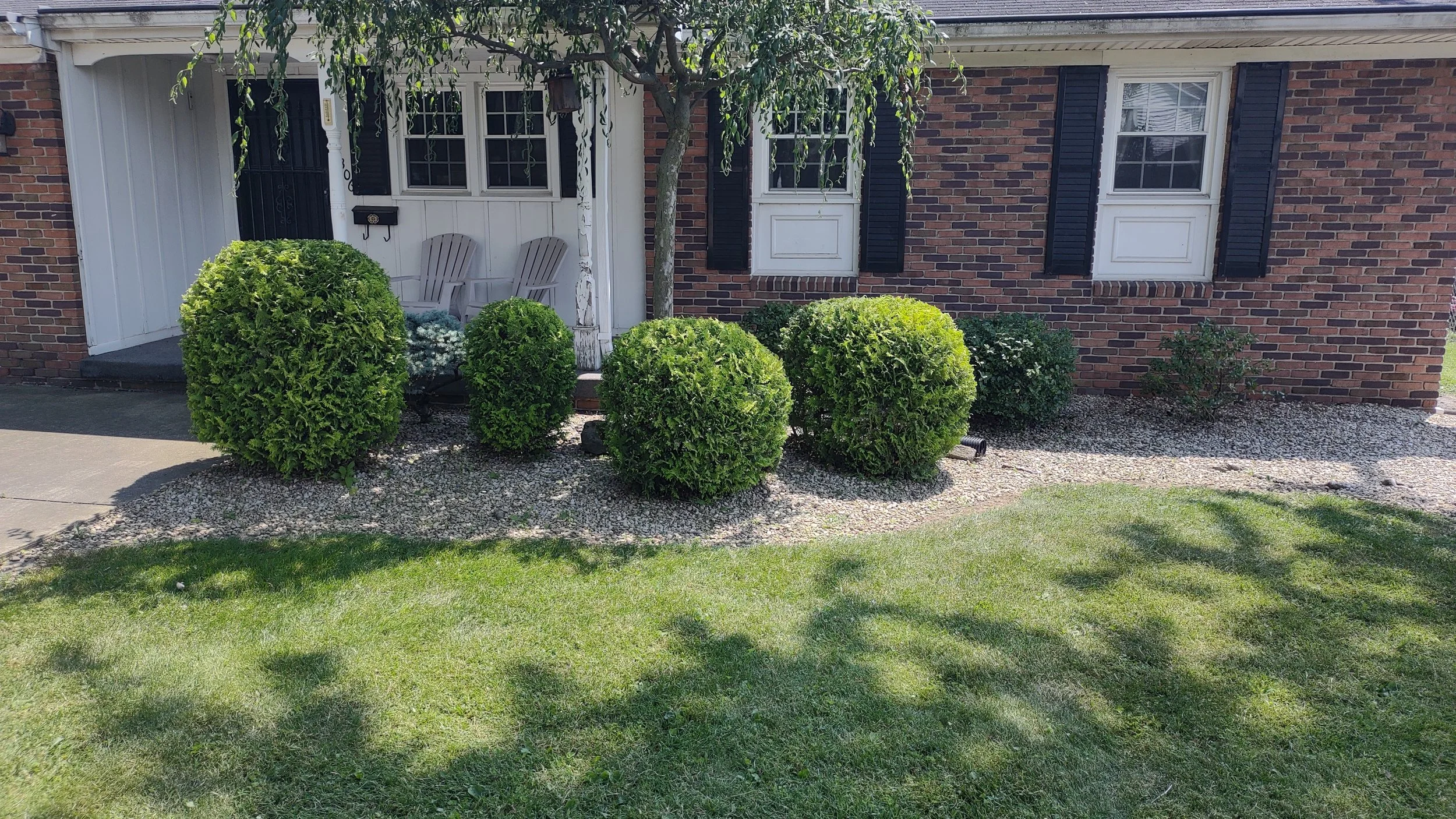 Front yard of a brick house with five trimmed bushes, a small tree, and a grassy lawn.