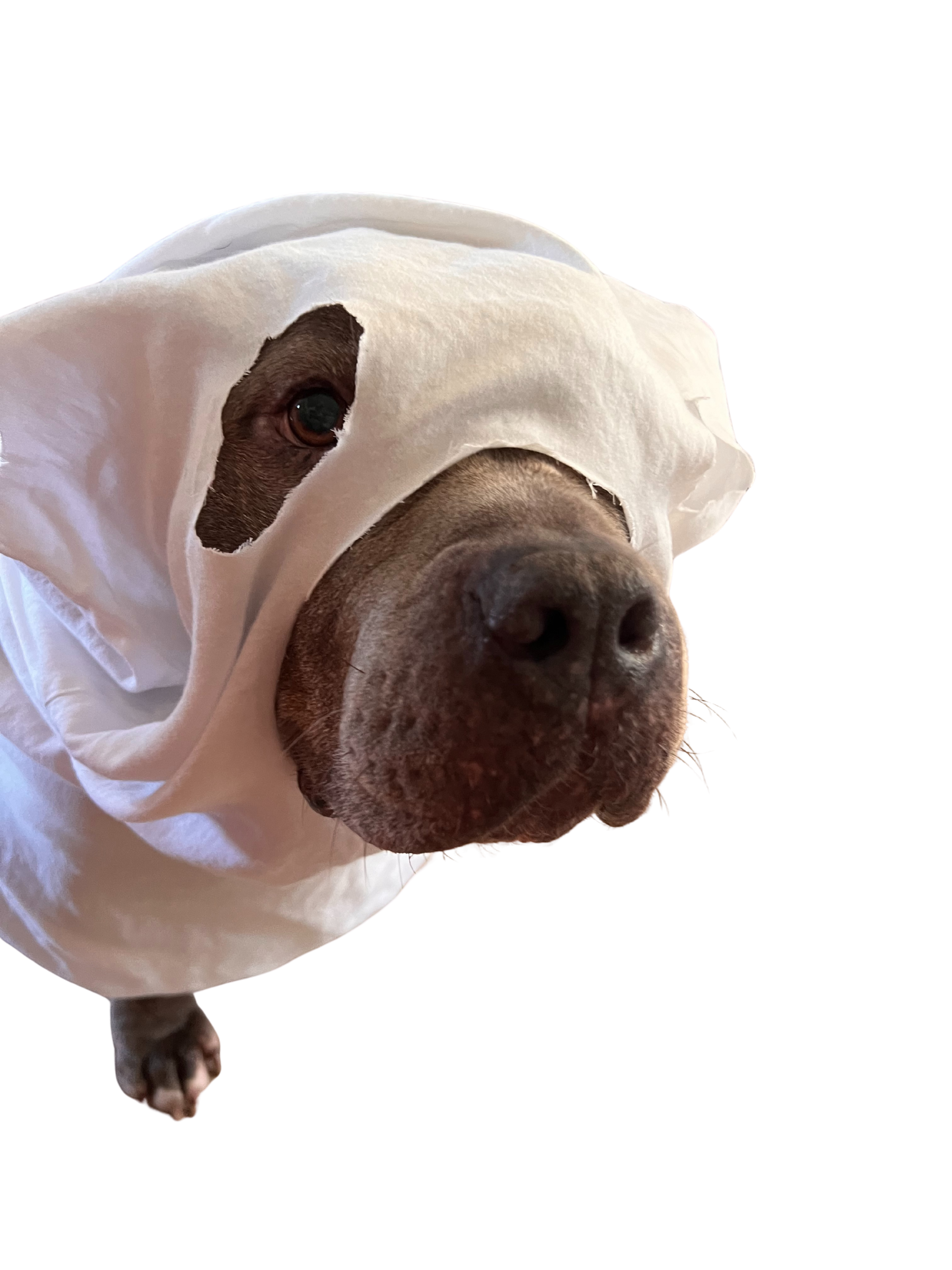Dog wearing a sheet ghost costume.