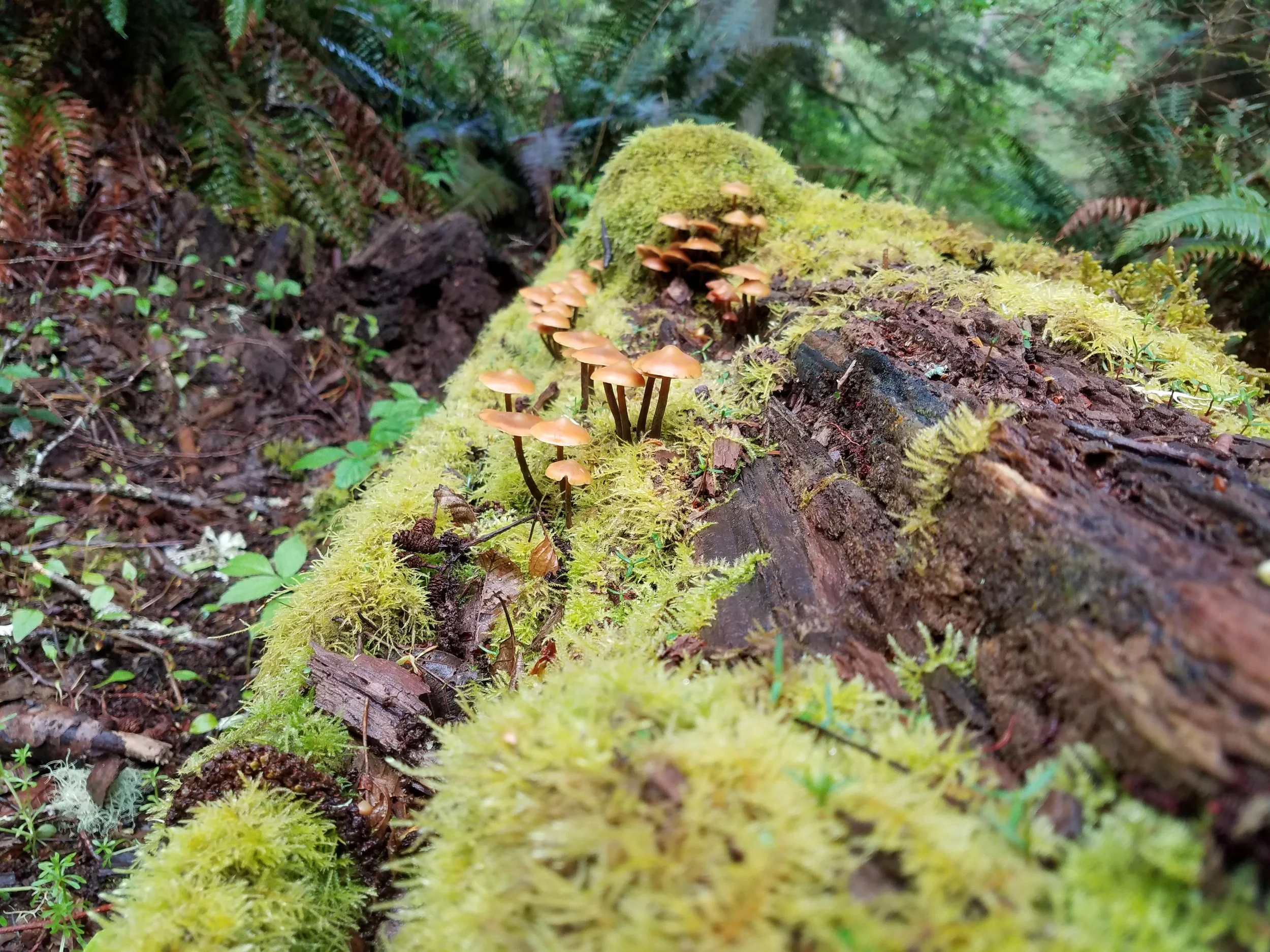 treestump.jpg