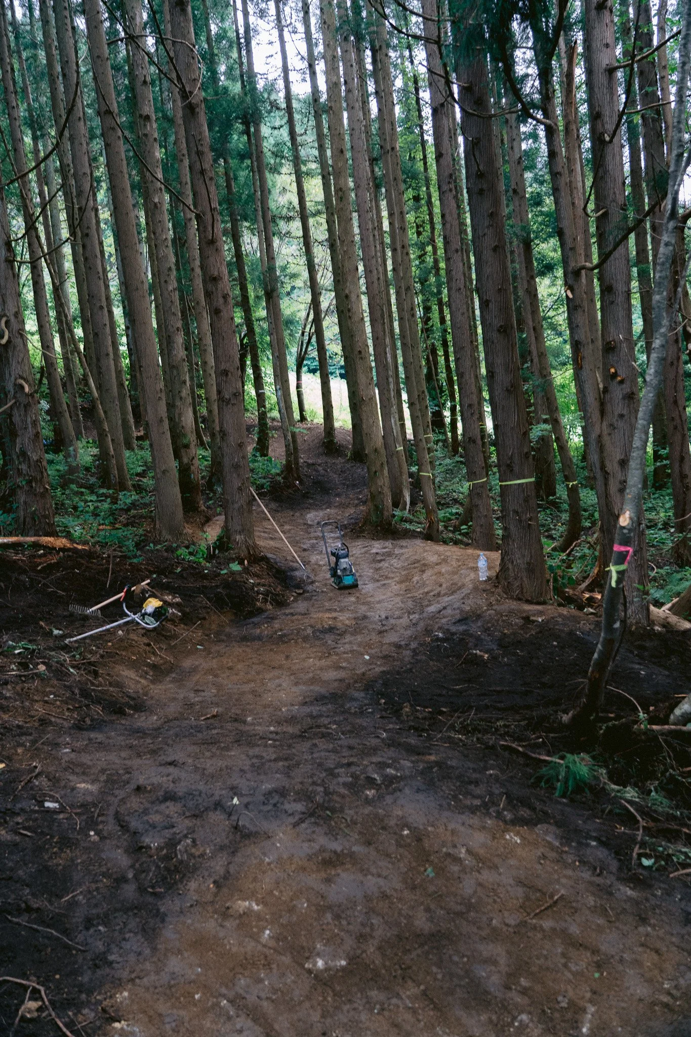杉林の中に造成されたMTBトレイルのバームセクション