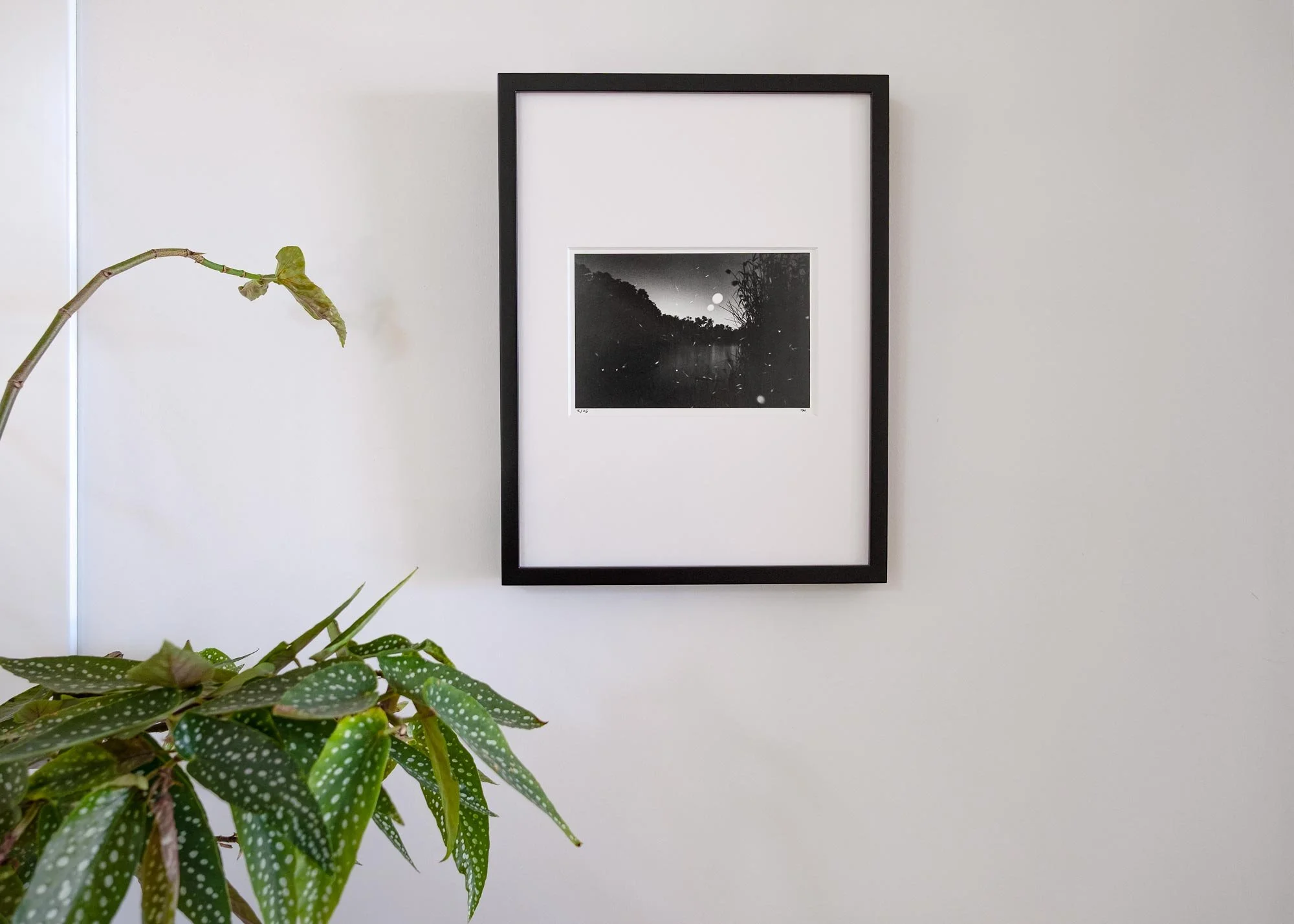 stampa incorniciata di lucciole in edizione limitata ai sali d'argento