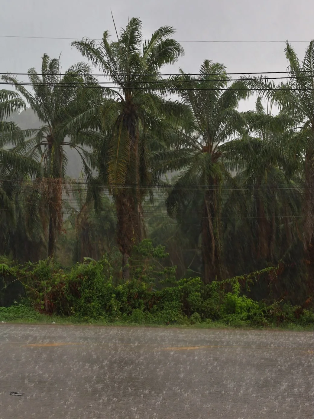 Rainy day 🌧️🌴🦎🌿 

#thaimaa #matkustelu #valokuvaus #photography #thailand🇹🇭
