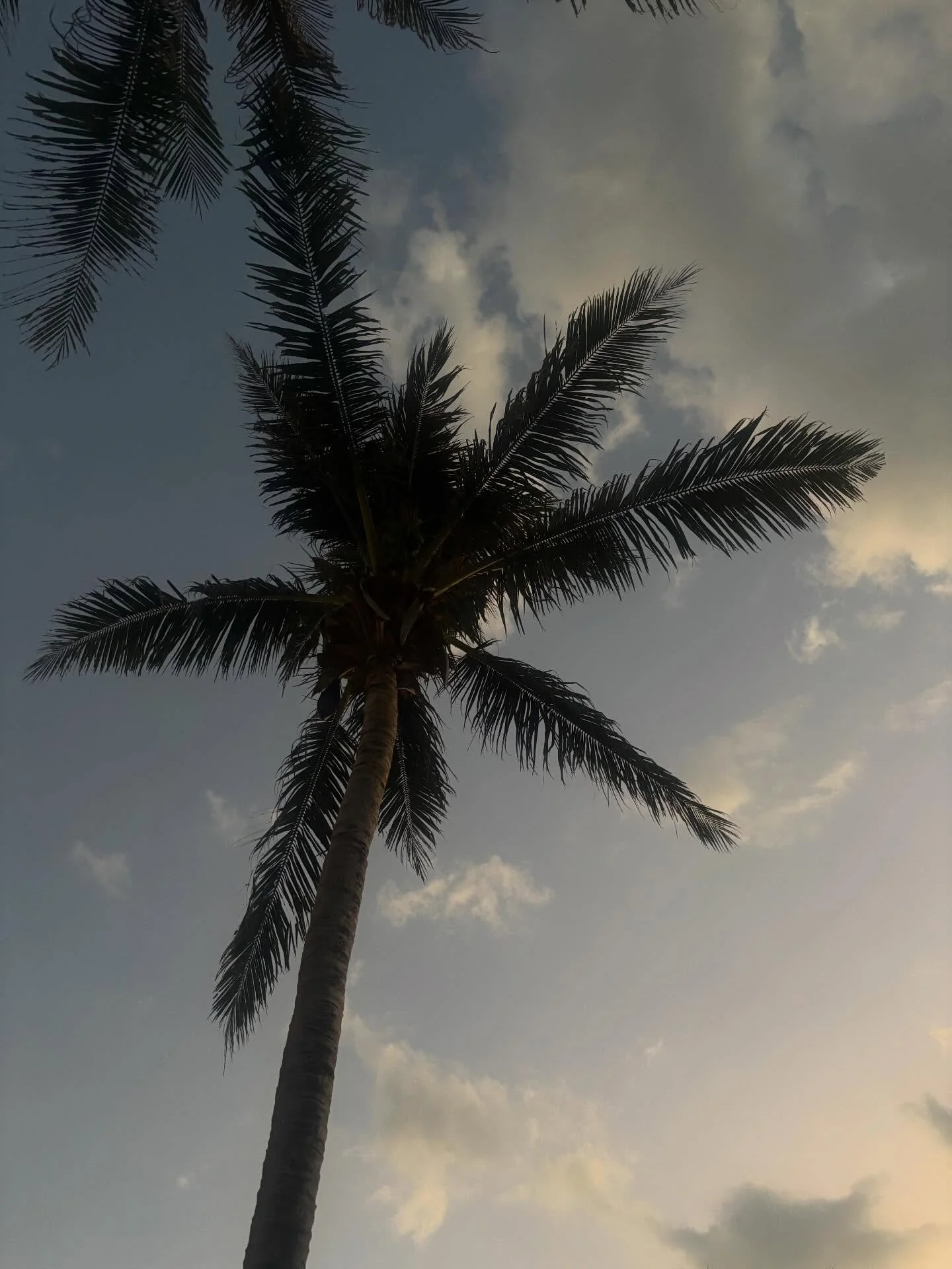 Kiitos Thaimaa, ensi vuoteen 🤍🌞✨💫🌅🦎🌴

Ps ettei mun lomailu n&auml;ytt&auml;ny liian kivalta ni tsekkaa vikat kuvat, 75% ajasta k&auml;rsin noista ja piti v&auml;ltell&auml; aurinkoo 😇

#matkailu #thaimaa #valokuvaus #travelling