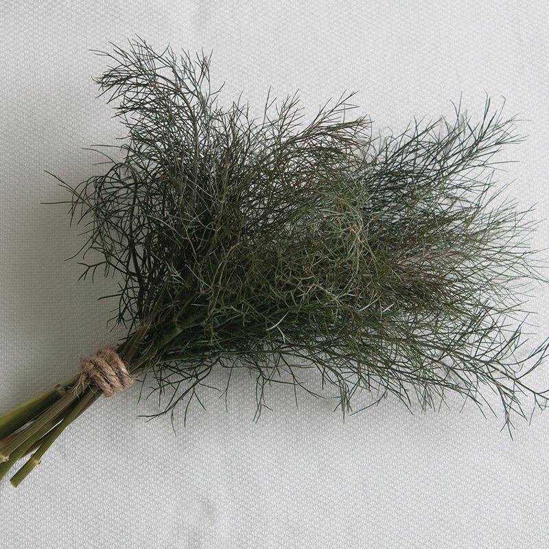 Fennel ~ Bronze