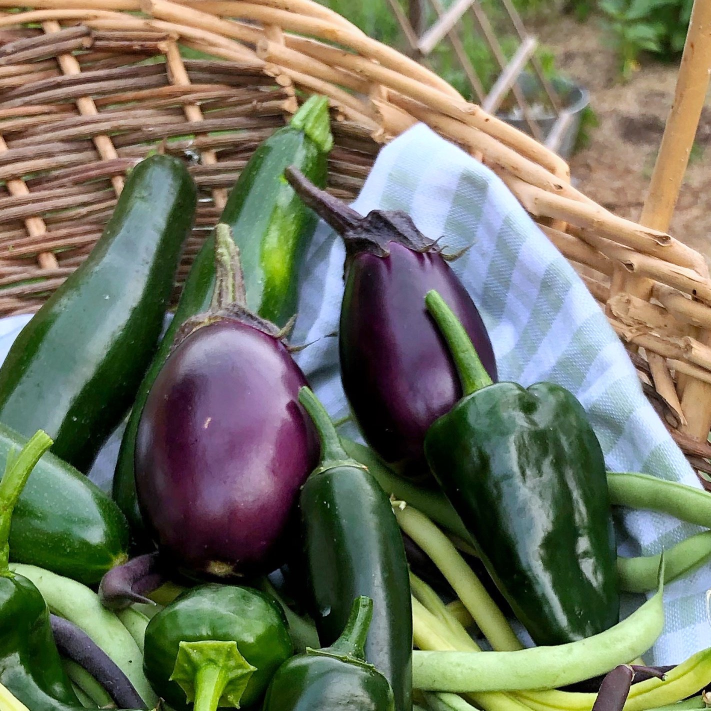 Eggplant ~ Patio Baby