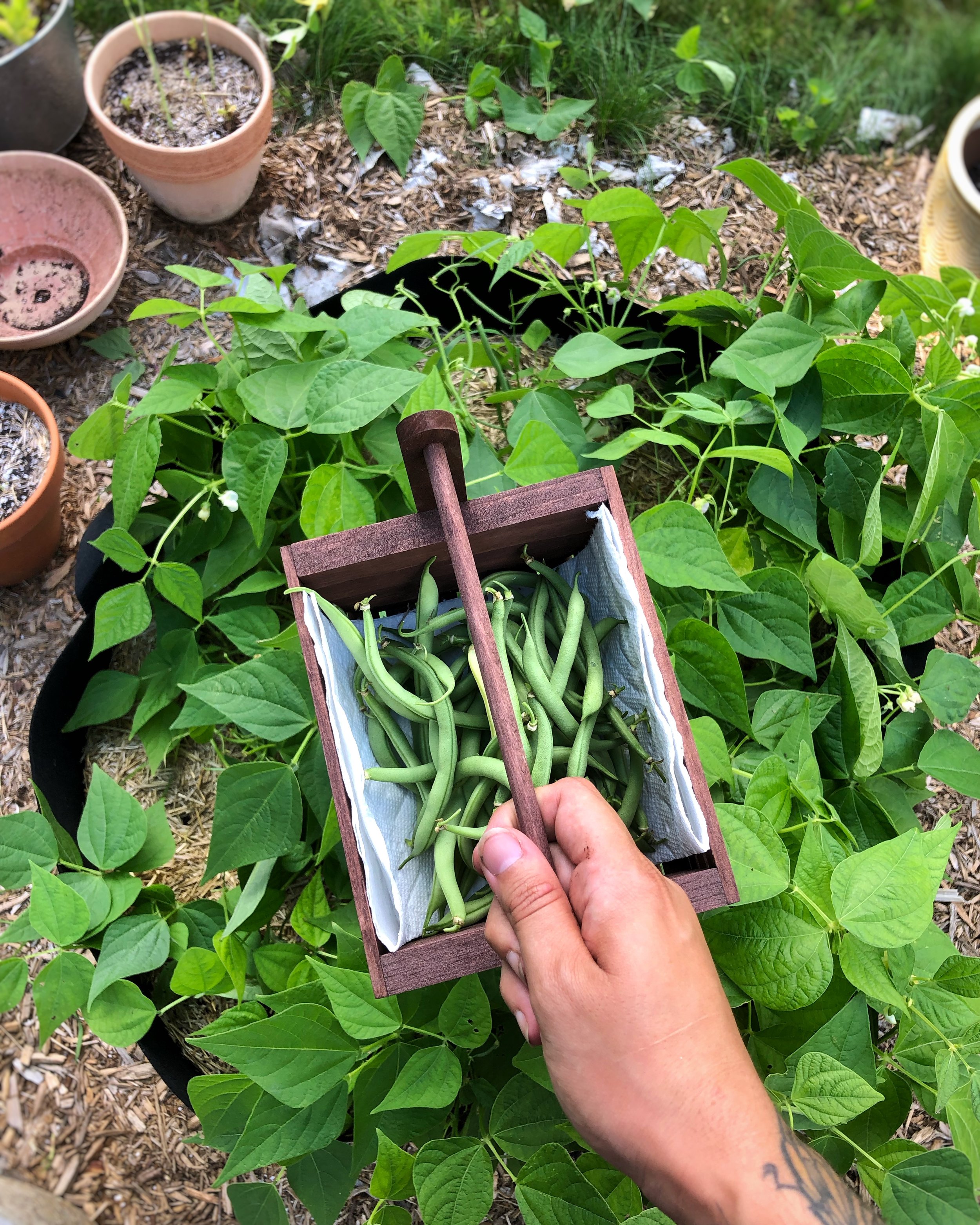 Bush Beans